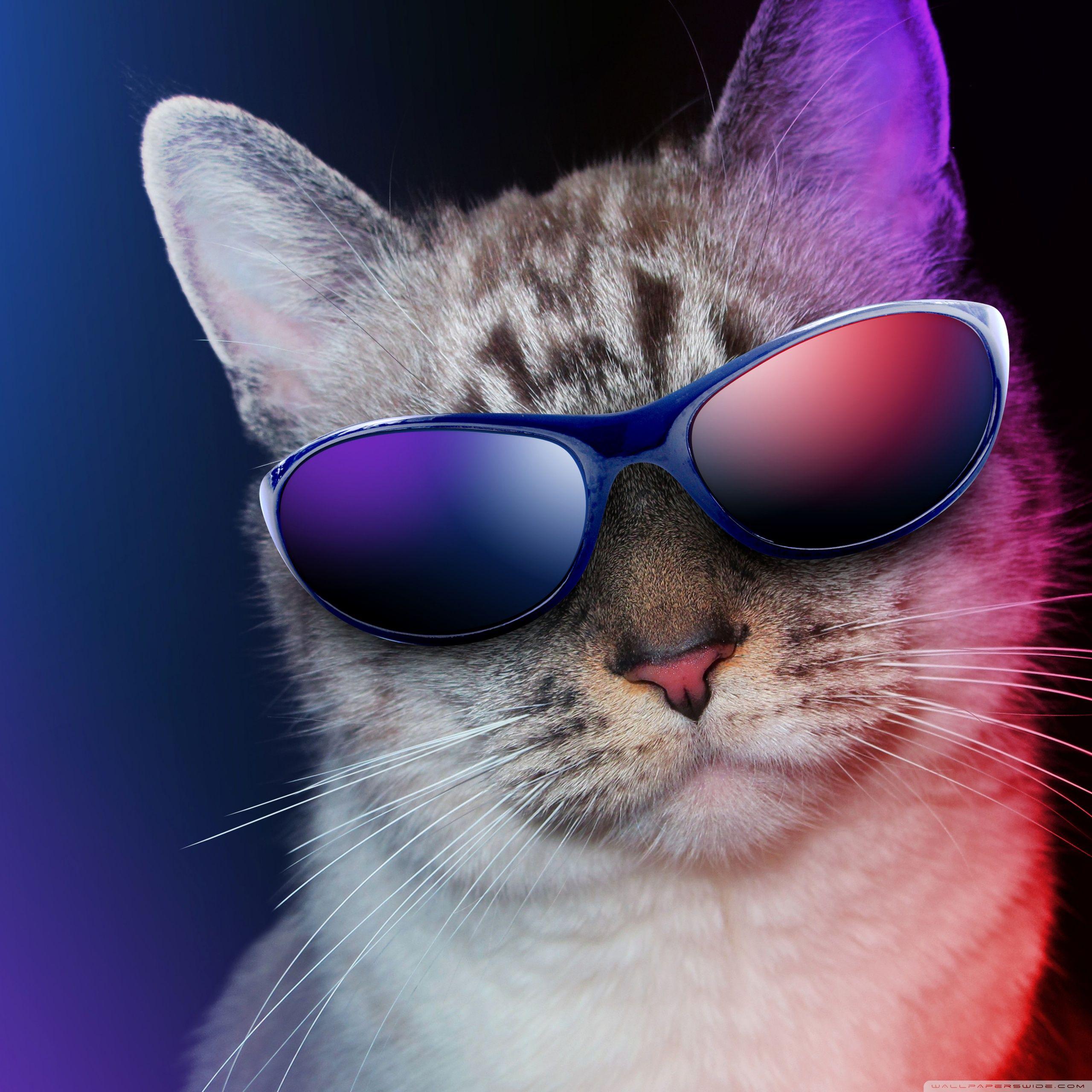 Cool Cat Wallpapers - Top Free Cool Cat Backgrounds - WallpaperAccess
