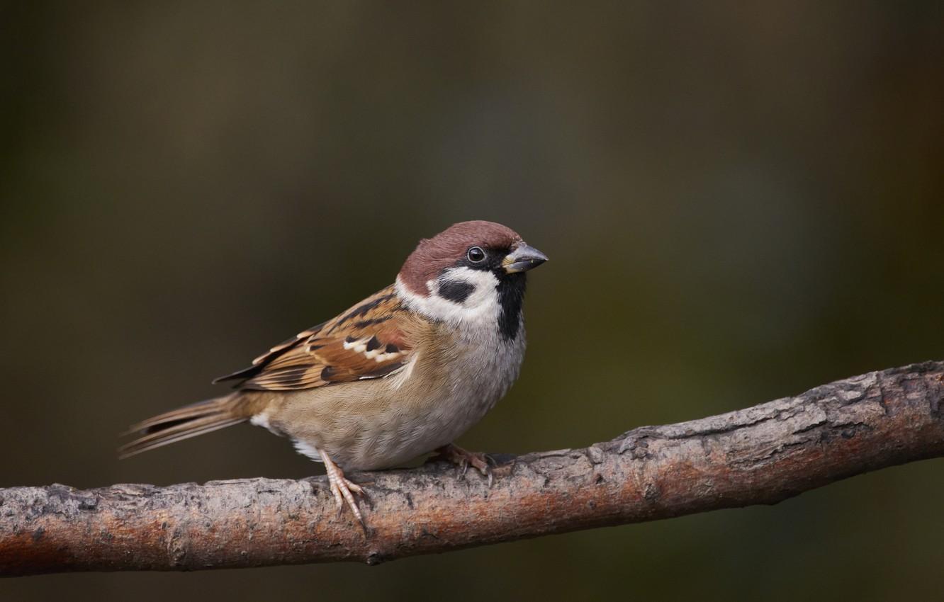 Sparrow Bird Wallpapers - Top Free Sparrow Bird Backgrounds ...