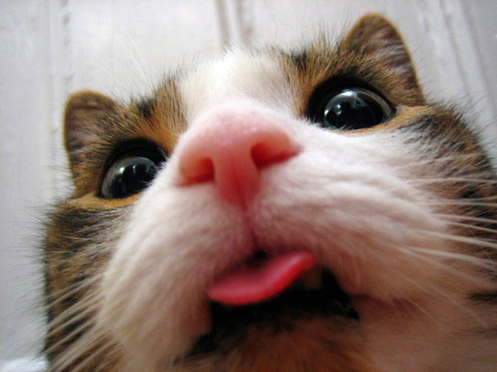 1024x768 Cool Cat Background