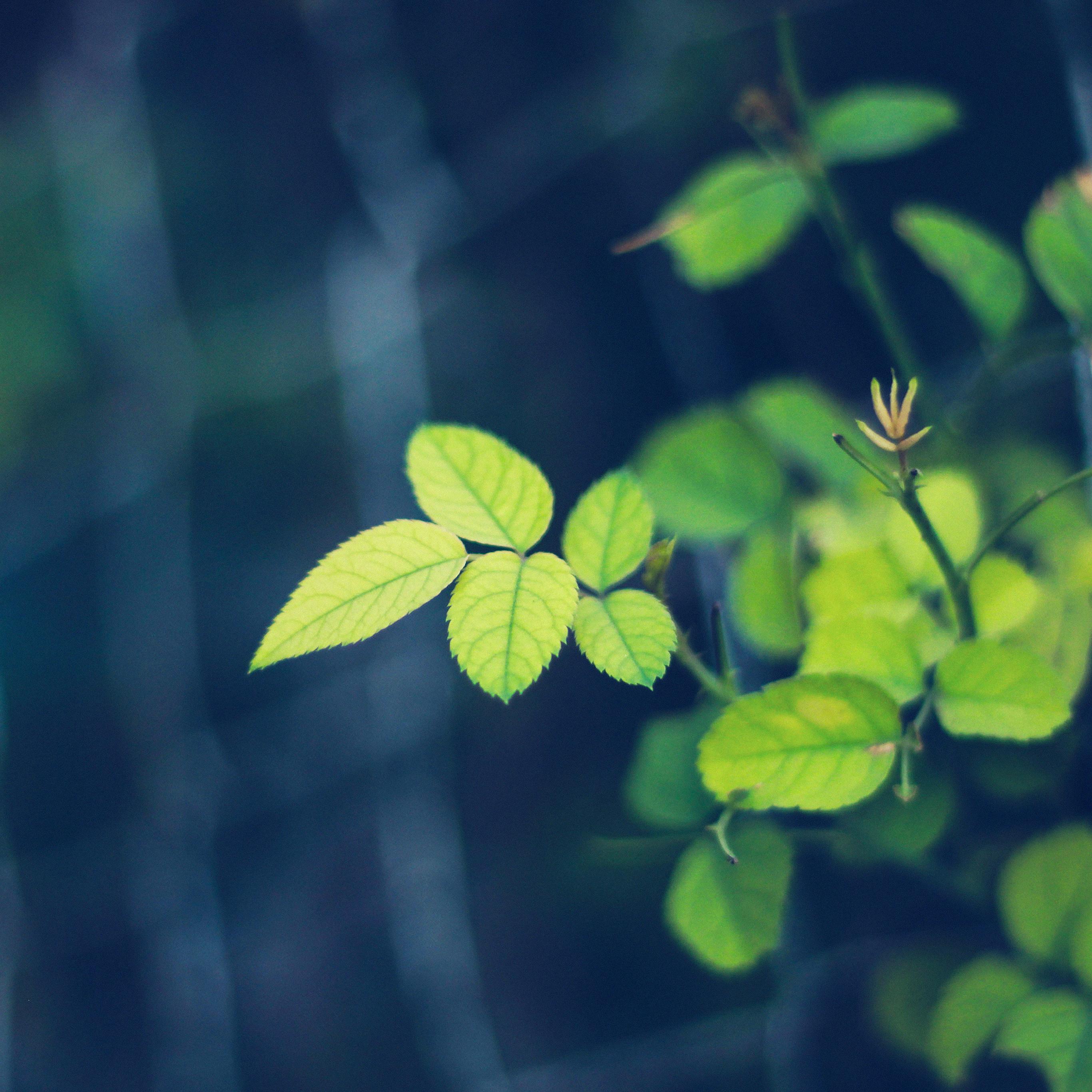 2732x2732 Wallpaper Greenish Flower Blue Leaf