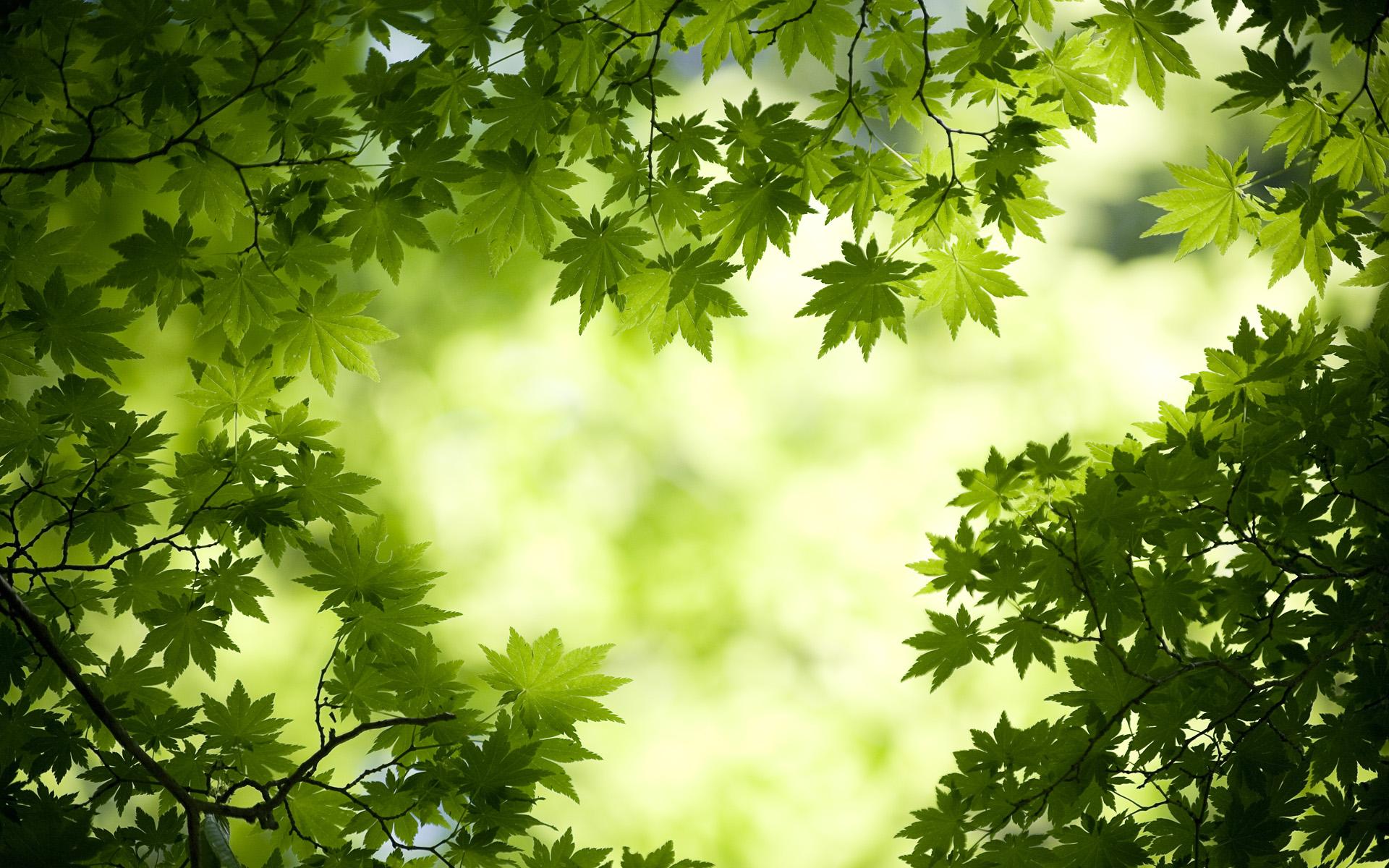 1920x1200 Green HD Wallpaper