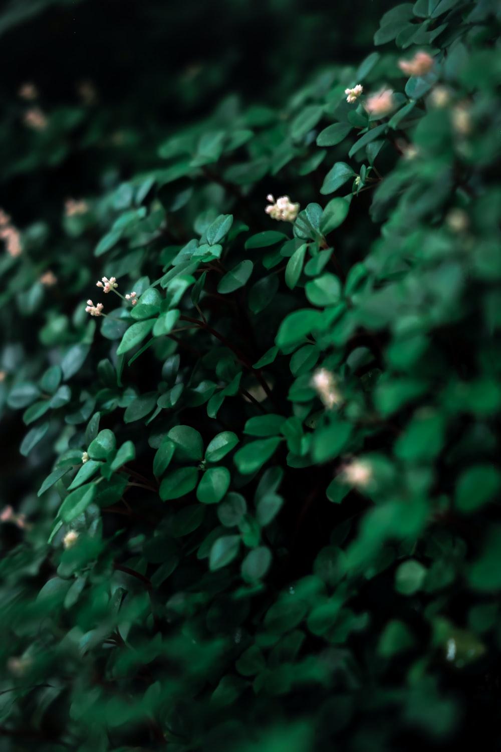 1000x1500 Dark Green Wallpaper Picture. Download Free Image