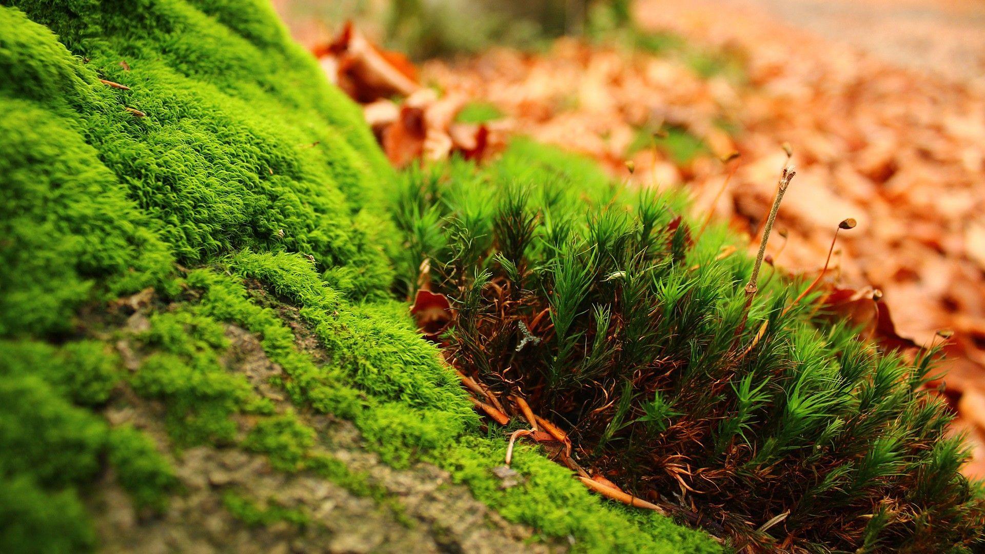 1920x1080 Greenish Need iPhone 6s Plus Wallpaper Background Ultra HD Wallpaper 8k