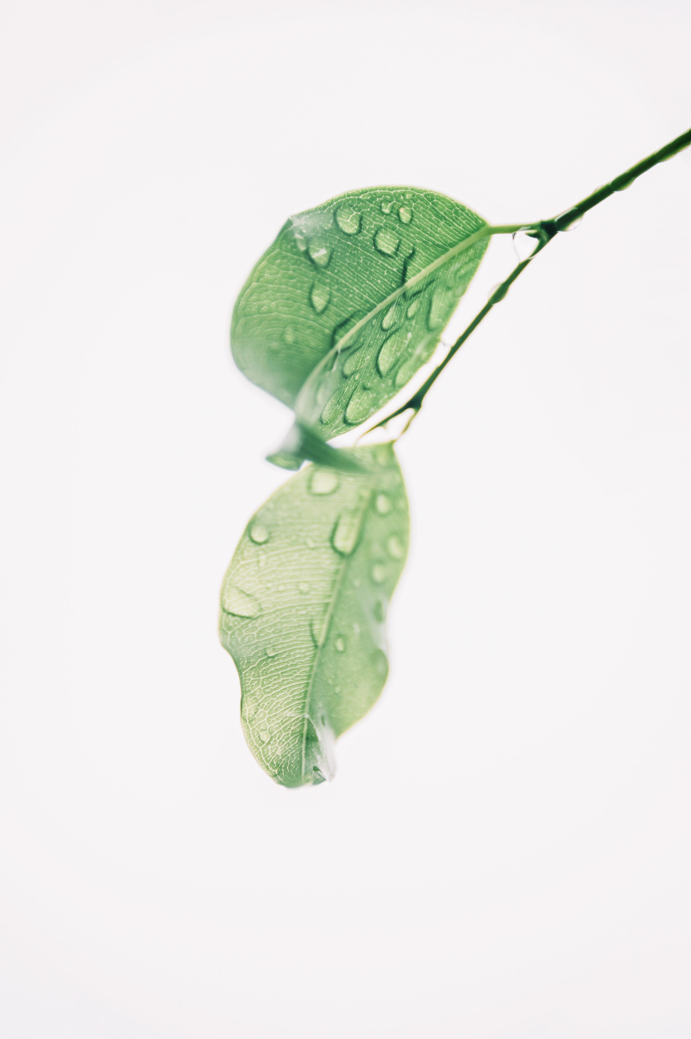 2832x4256 Best Free Green & Image · 100% Royalty Free HD Downloads