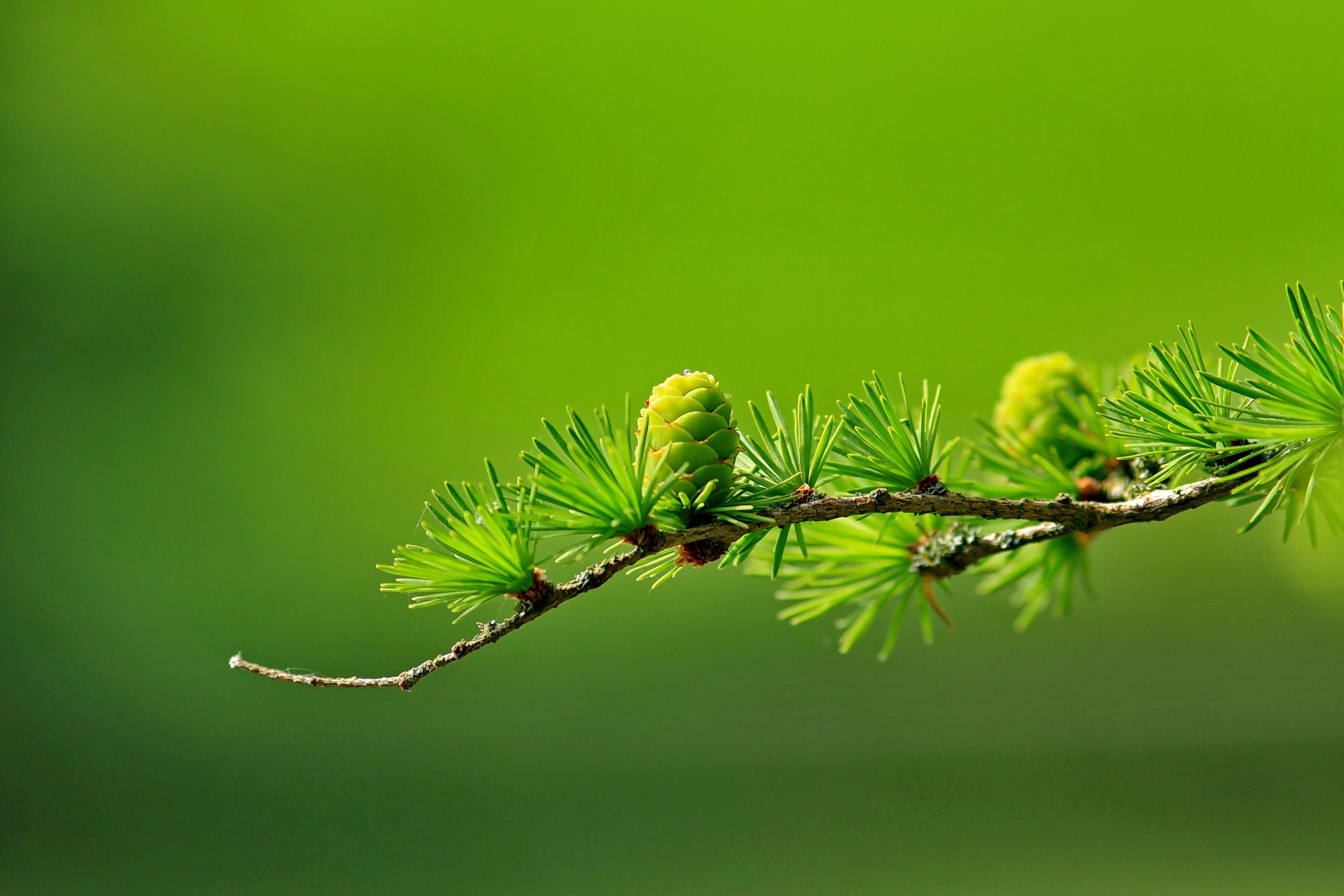 4752x3168 Best Free Green & Image · 100% Royalty Free HD Downloads