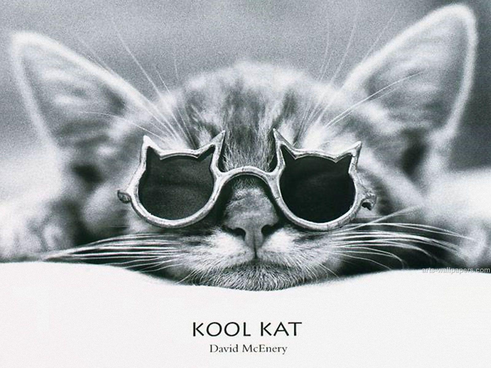 1600x1200 Cool cat