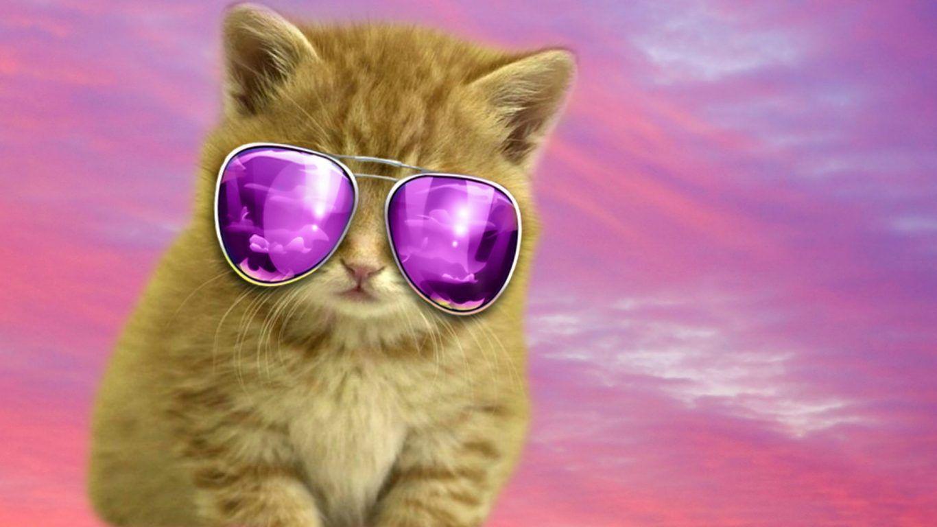 Cool Cat Wallpapers Top Free Cool Cat Backgrounds WallpaperAccess