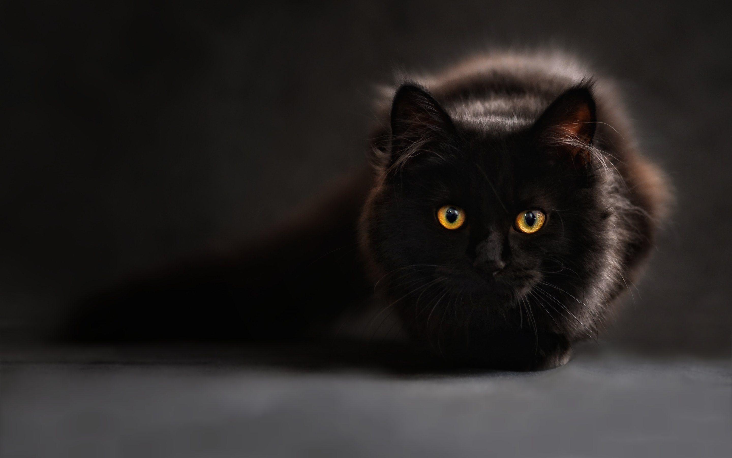 2880x1800 Amusing Cat. HD Wallpaper · 4k Together With Cool Cat Wallpaper