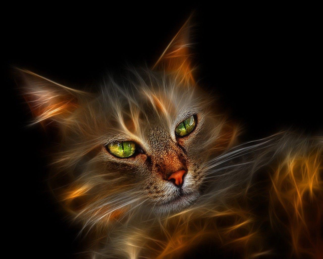 1280x1024 Cool Cat Background