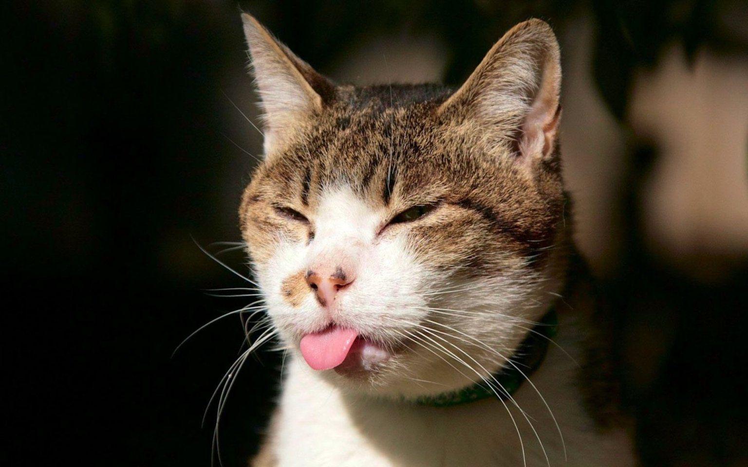 1536x960 Cool Cat HD Wallpaper