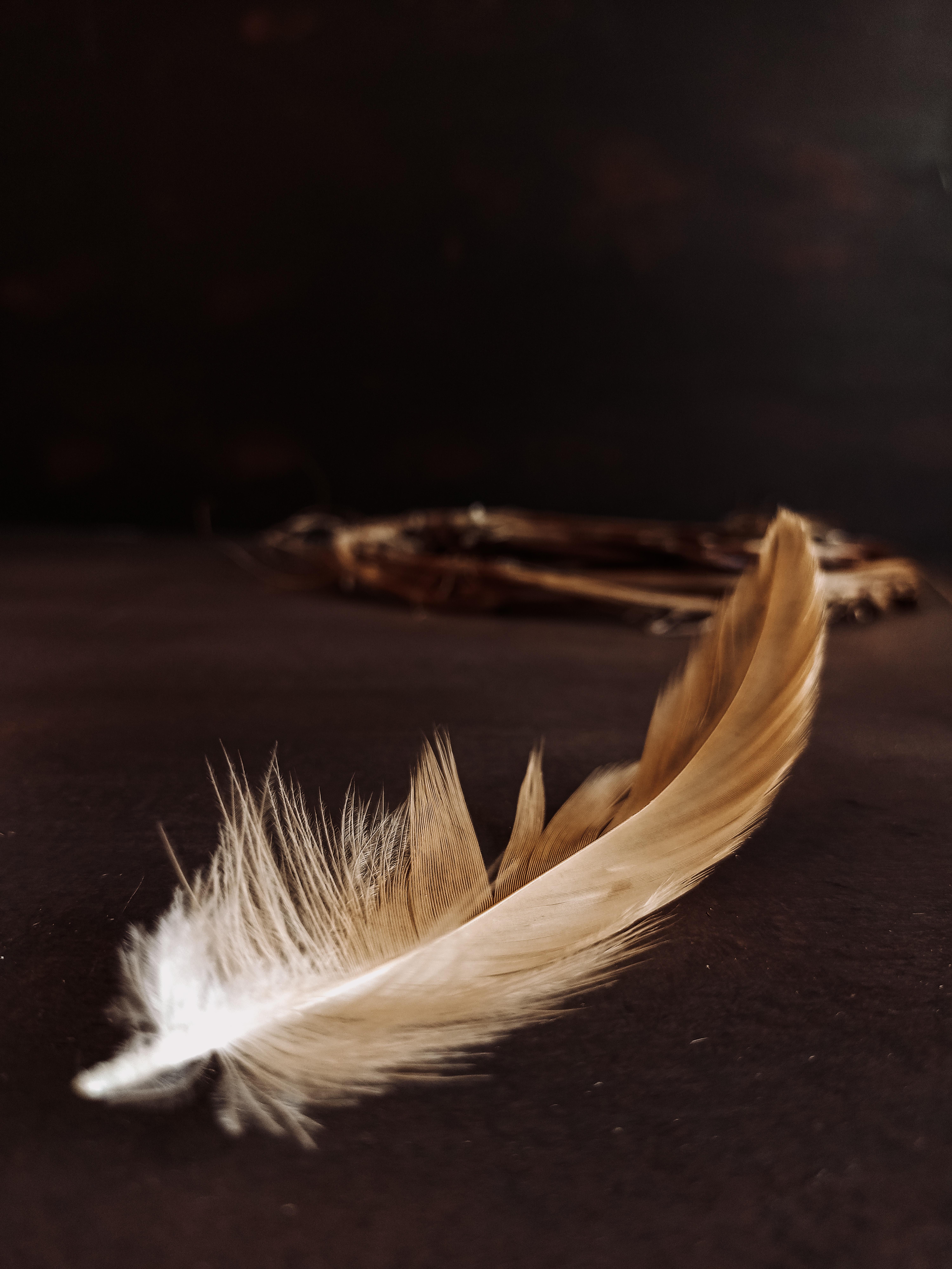 6000x8000 Best Free Feather & Image · 100% Royalty Free HD Downloads