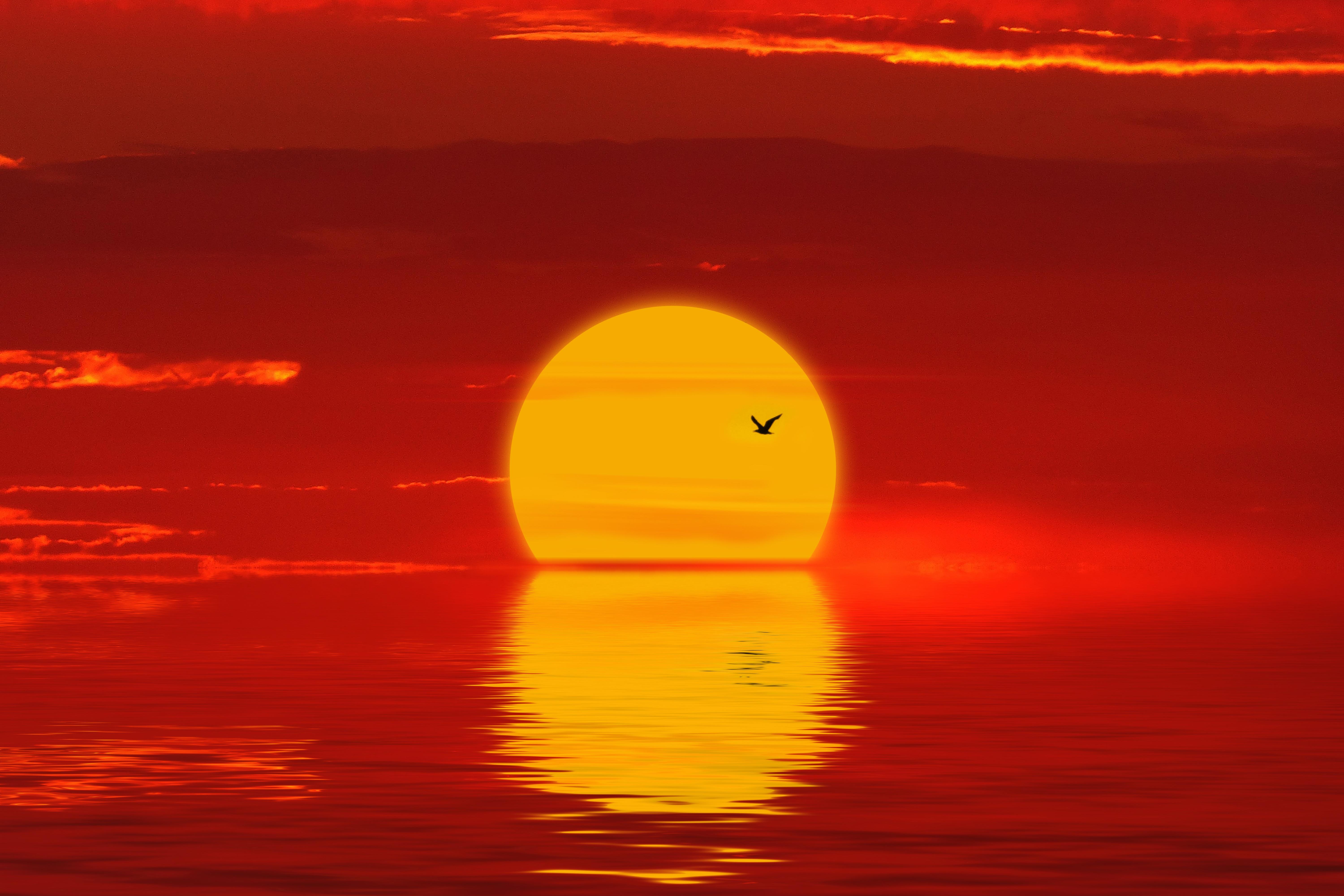 6000x4000 Download wallpaper 6000x4000 sun, sunset, silhouette, bird, red HD background