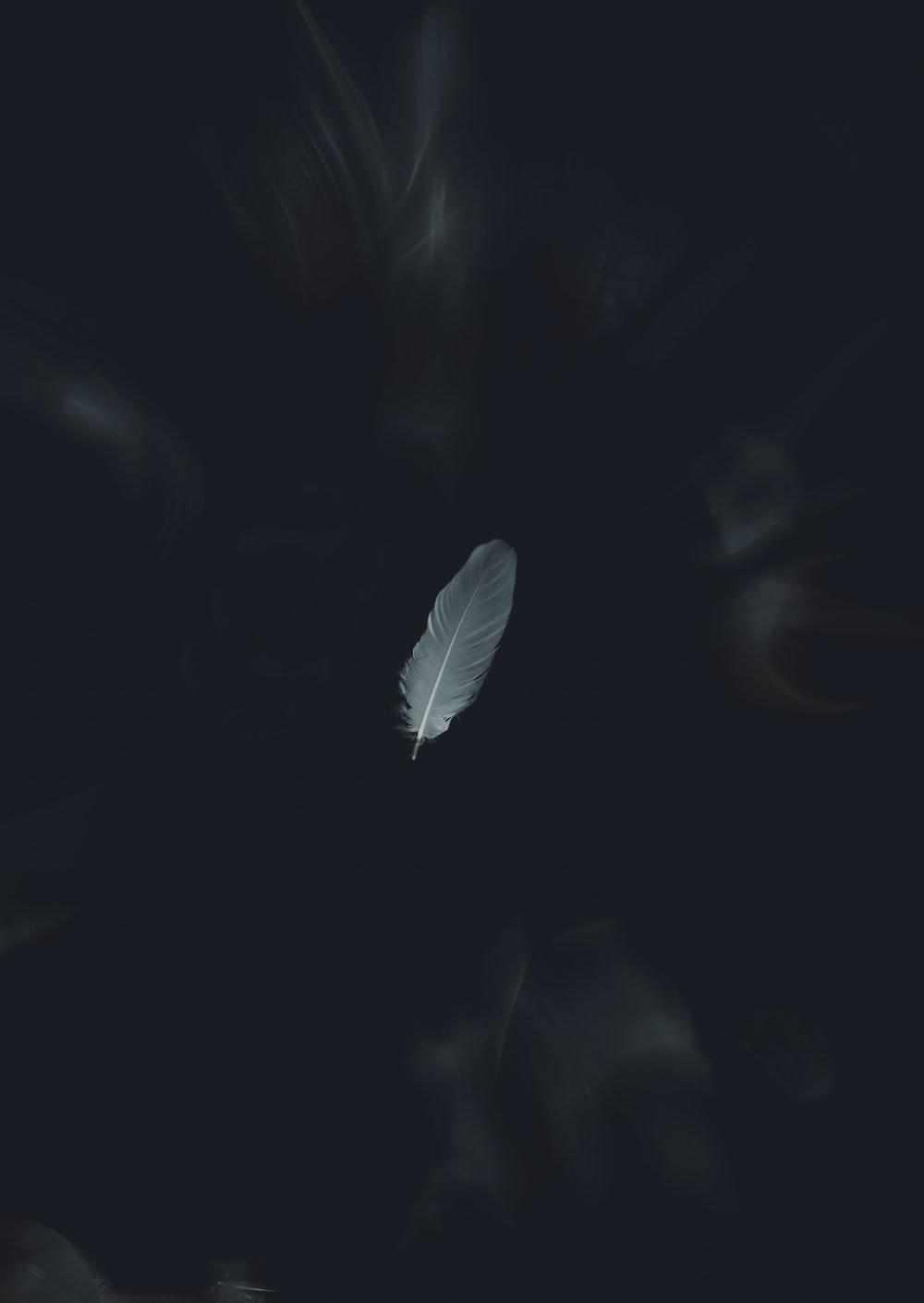 1000x1410 Feather Picture [HD]. Download Free Image