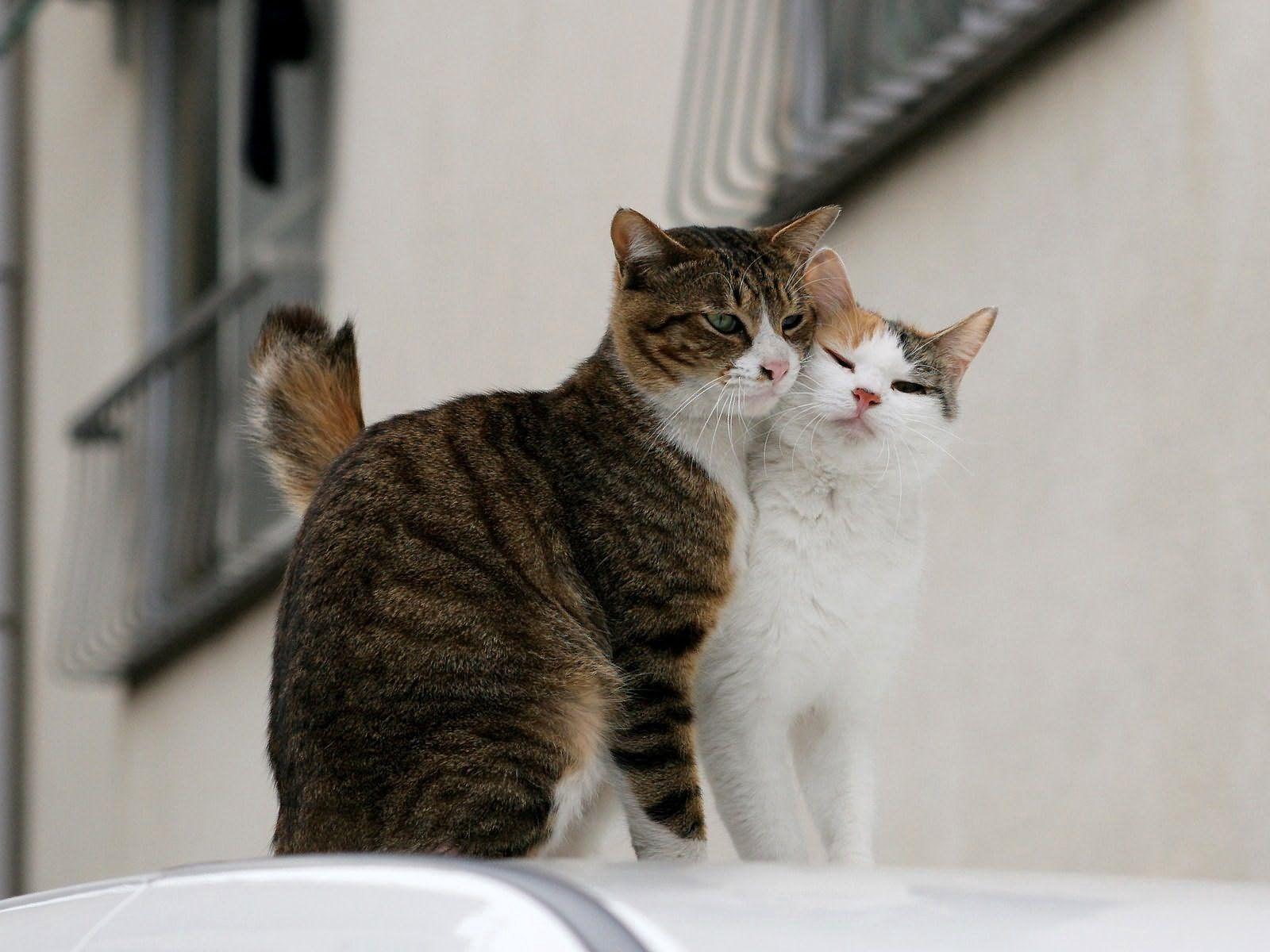 1600x1200 Download wallpaper 1600x1200 cats, couple, tenderness, love HD background