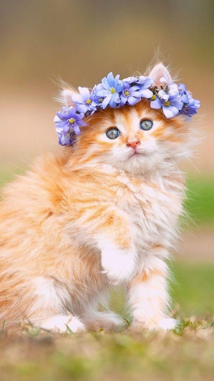 736x1309 Cat Phone Wallpaper