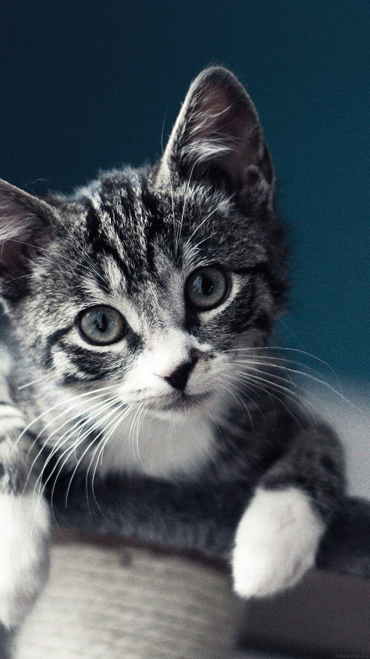 736x1309 Pin On Mobile IPhone Cat Wallpaper