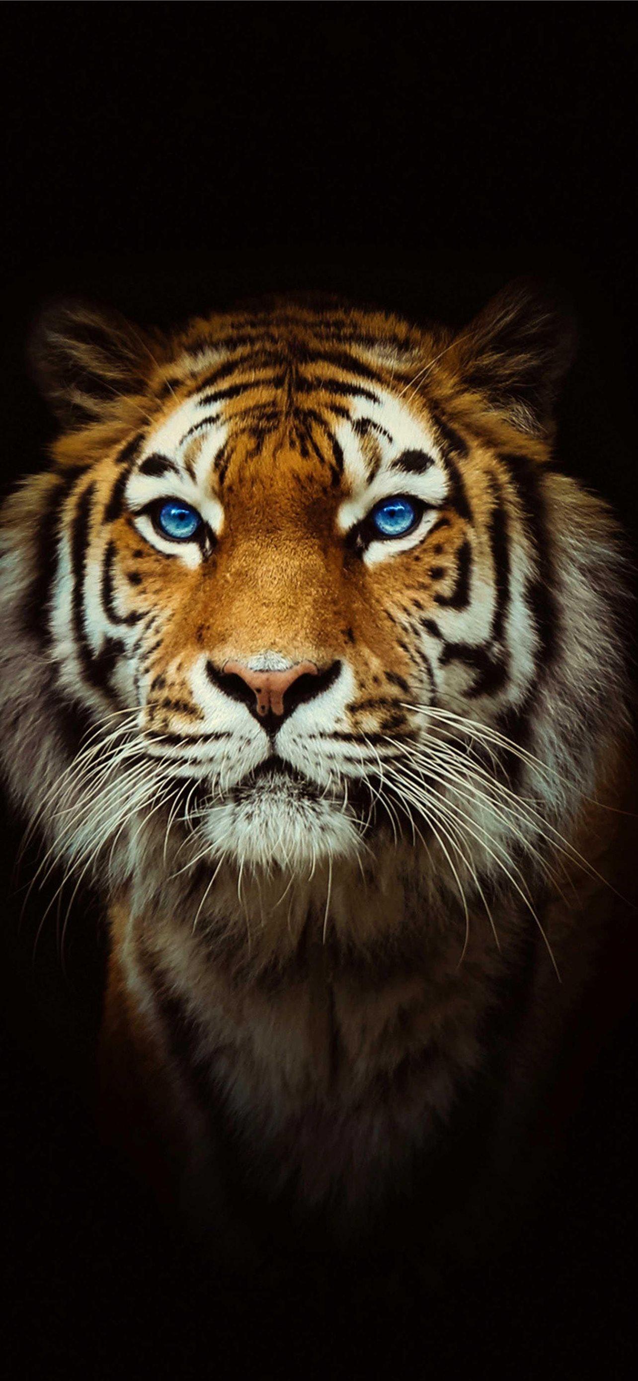 1284x2778 Best Bangladesh iPhone HD Wallpaper