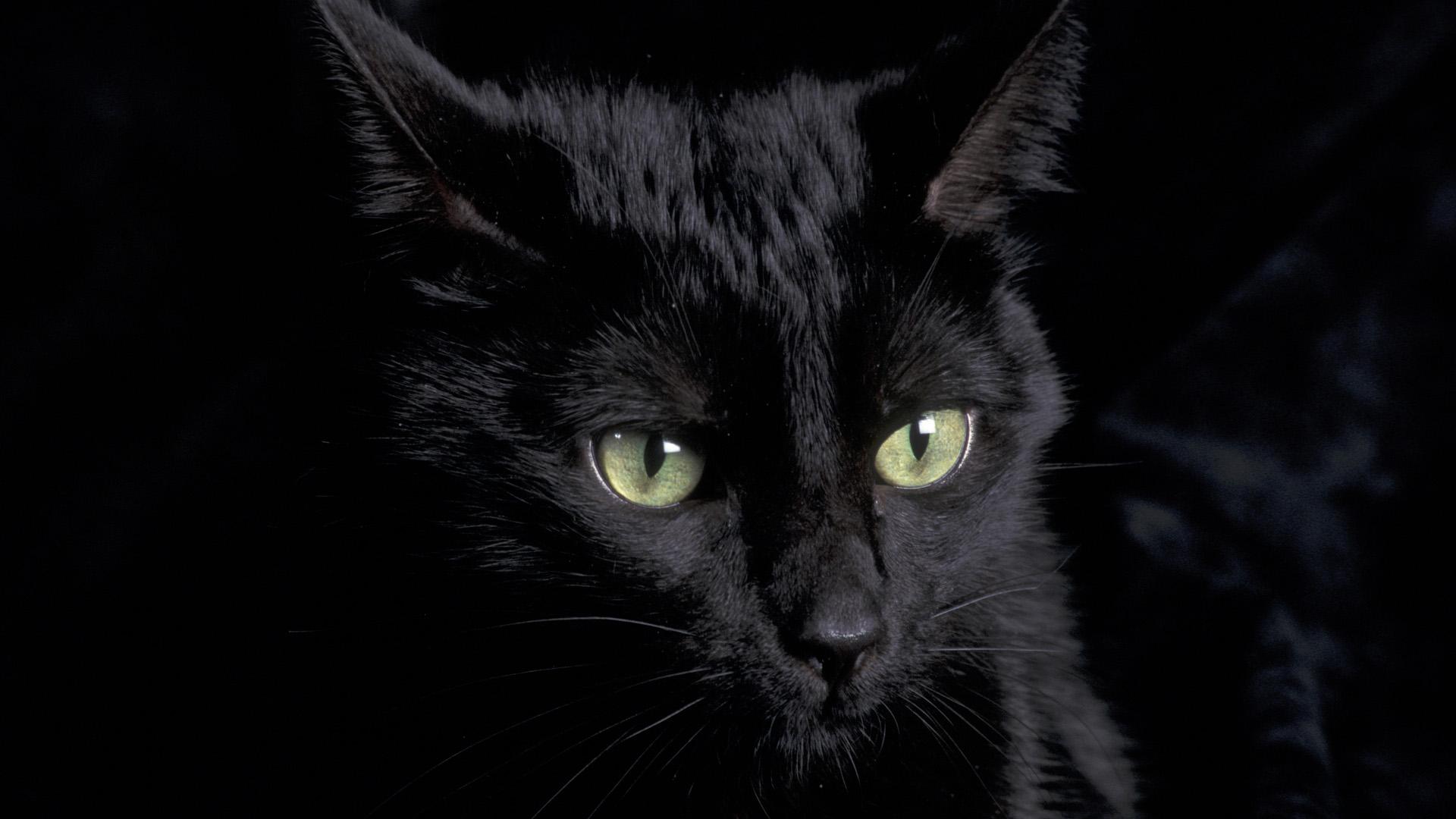 1920x1080 Free HD Cat Wallpaper