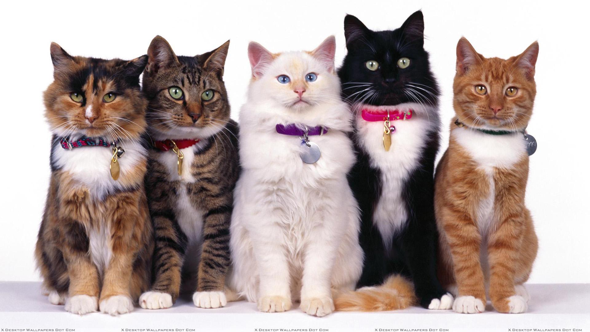 1920x1080 This Is Love Of Cats Wallpaper