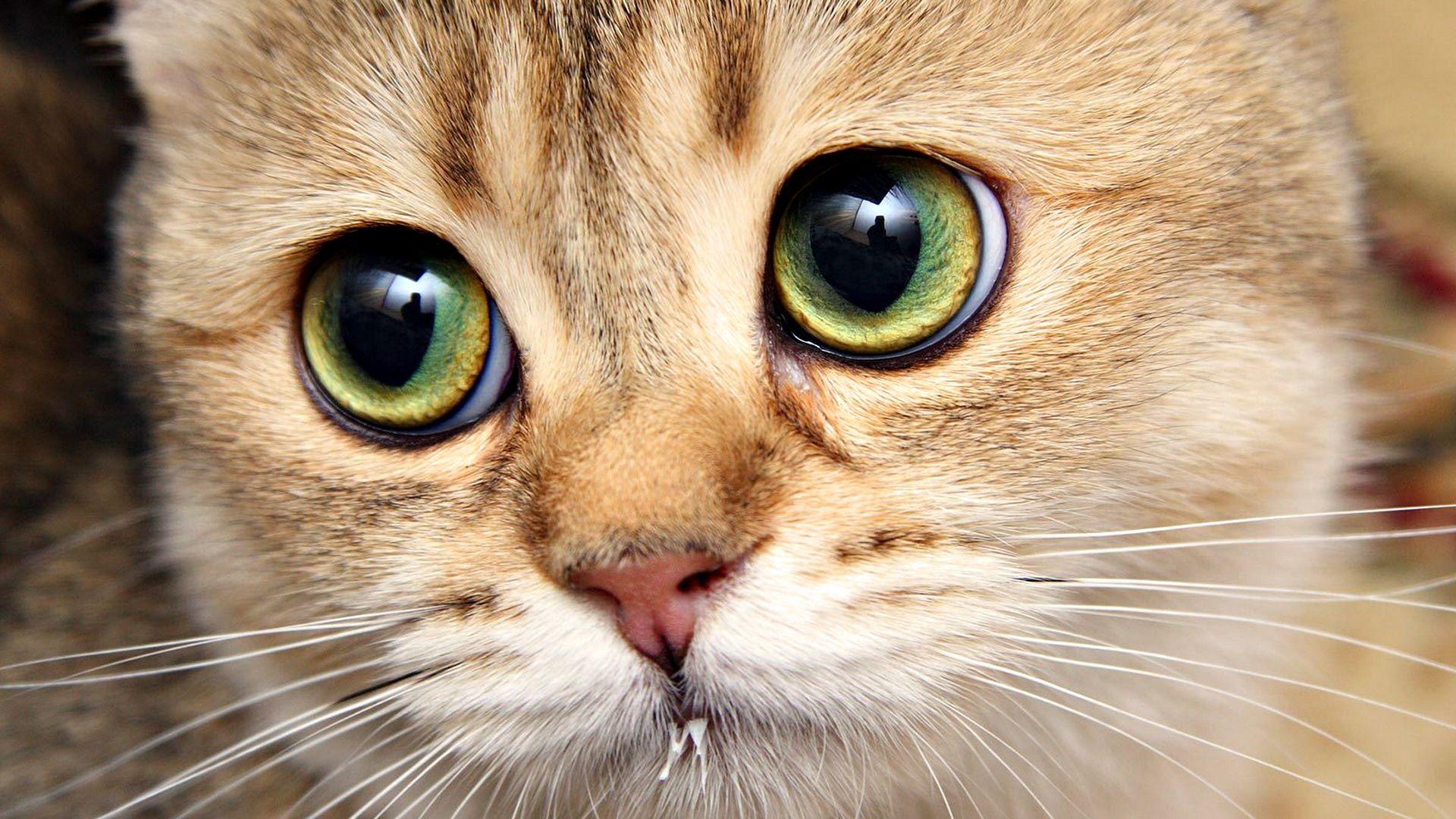 1920x1080 Wallpaper: Cool Cat Face Wallpaper. Cat Face Wallpaper