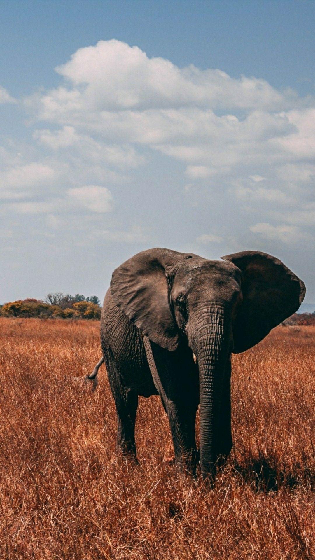1080x1920 Elephant wallpaper : Elephant wallpaper #Elephant #wallpaper. Elephant wallpaper, Elephant photography, Elephants photo