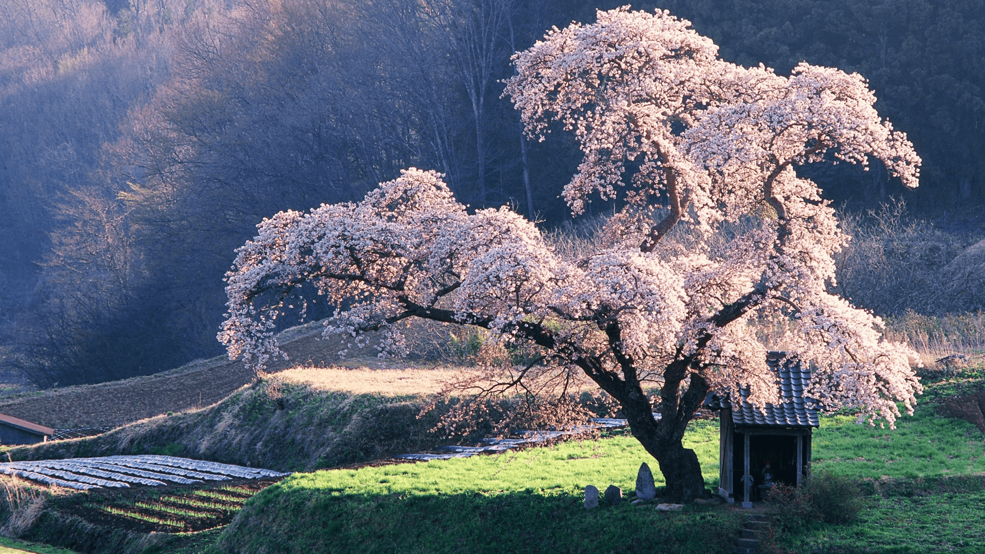1920x1080 Free download Cherry Blossom Tree in Japan Wallpaper 36274 [1920x1200] for your Desktop, Mobile & Tablet. Explore Cherry Blossom Tree Wallpaper. Cherry Blossom Wallpaper for Walls, Cherry Blossom HD