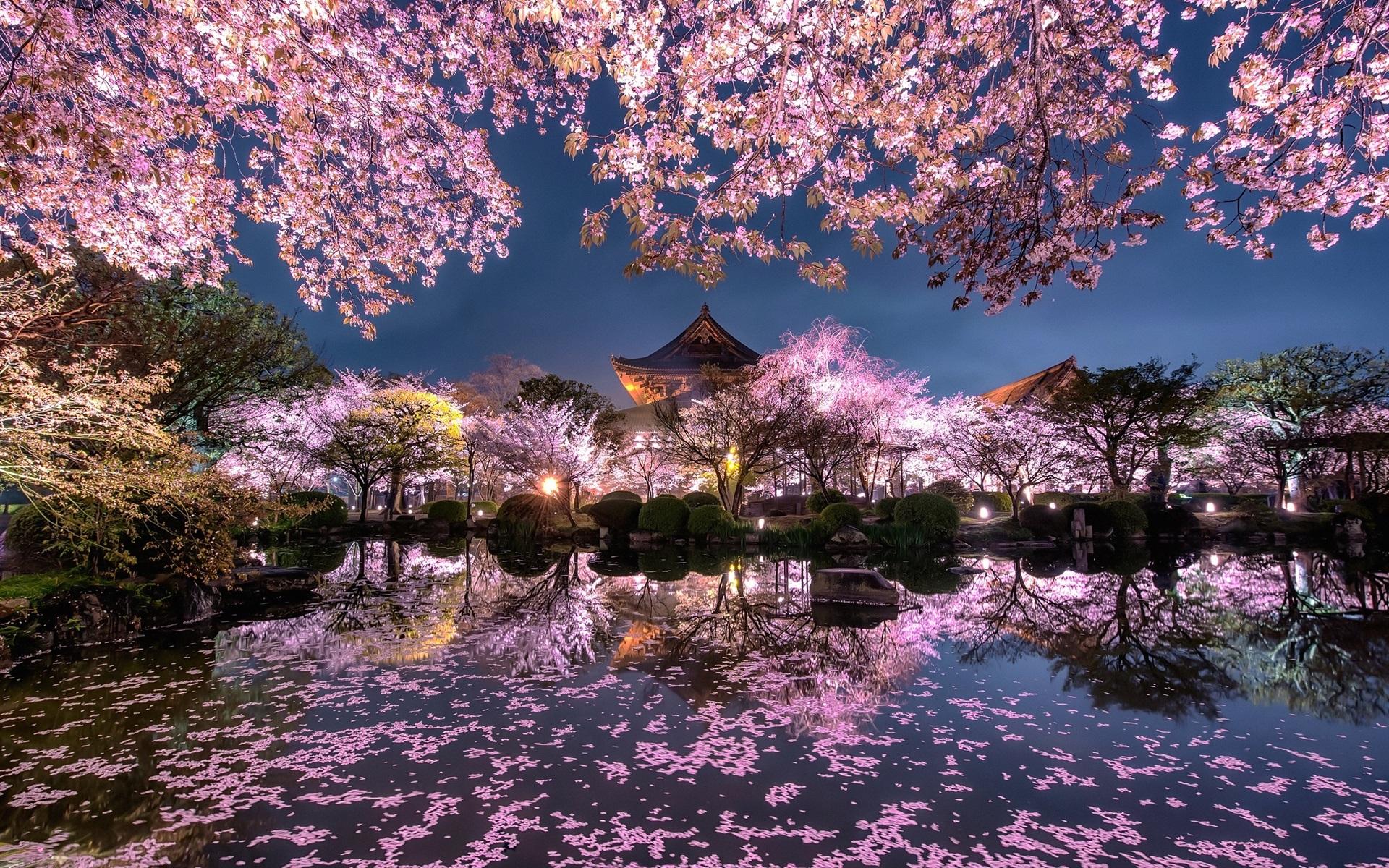 1920x1200 Sakura Trees Wallpaper