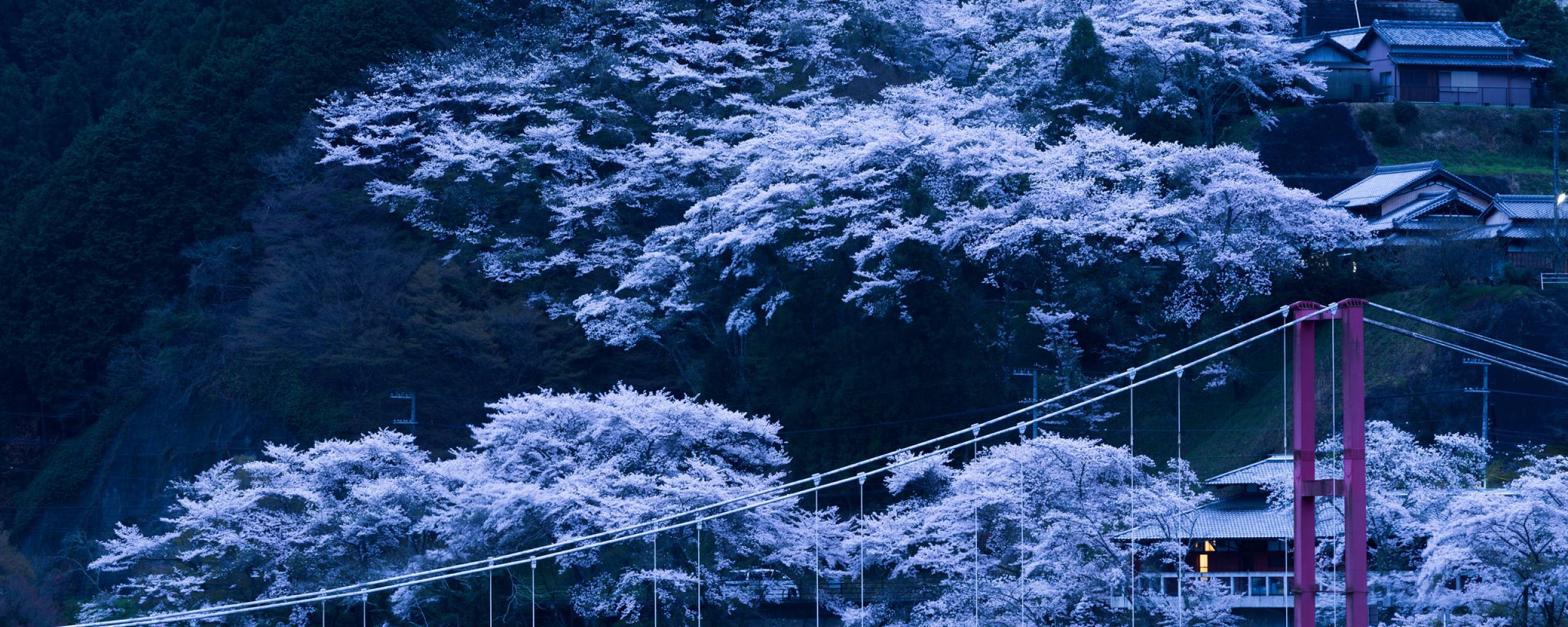 2560x1024 japan, bridge, sakura 2560x1024 Resolution Wallpaper, HD Nature 4K Wallpaper, Image, Photo and Background