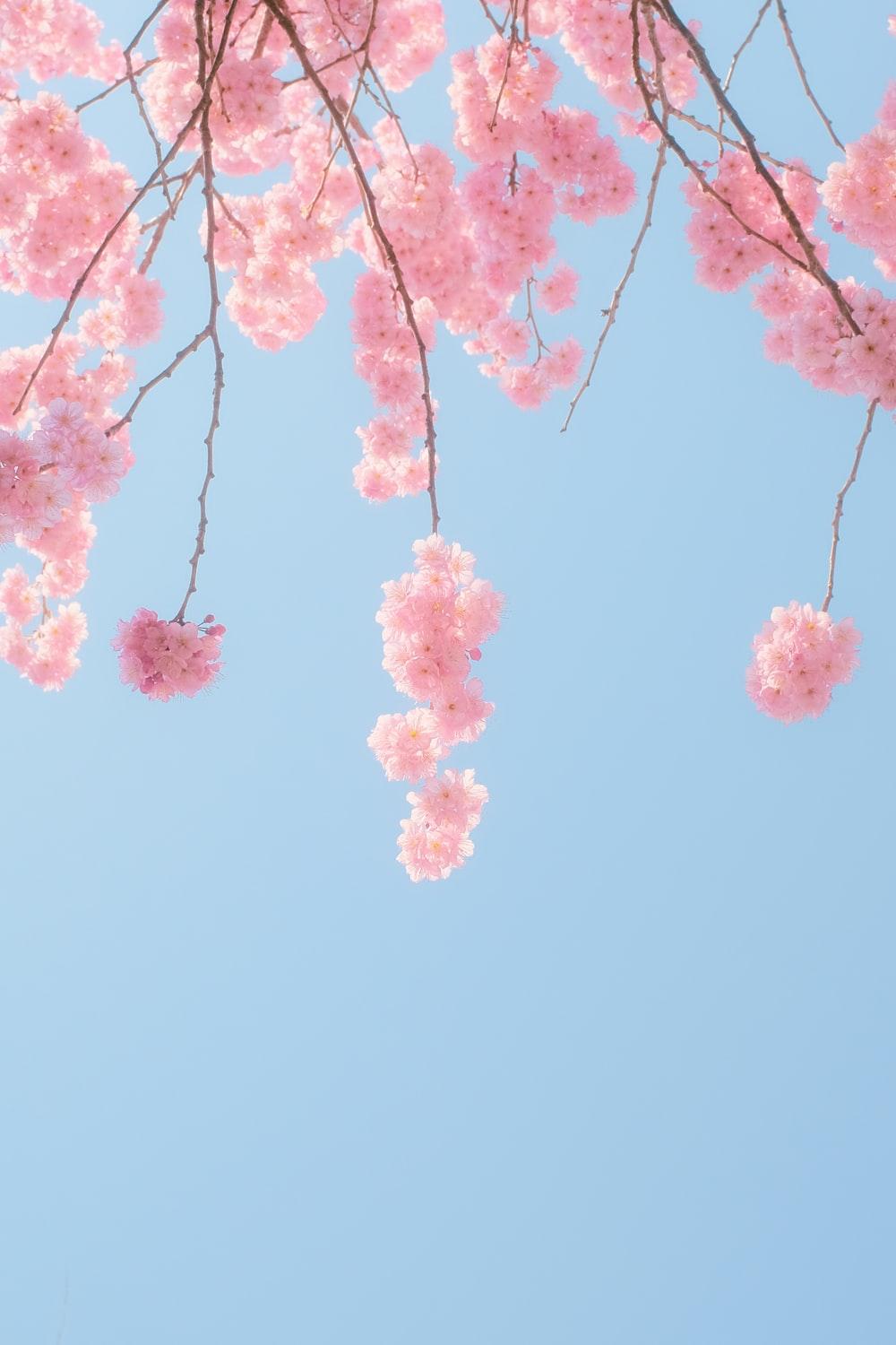 1000x1500 Cherry Blossom Picture. Download Free Image
