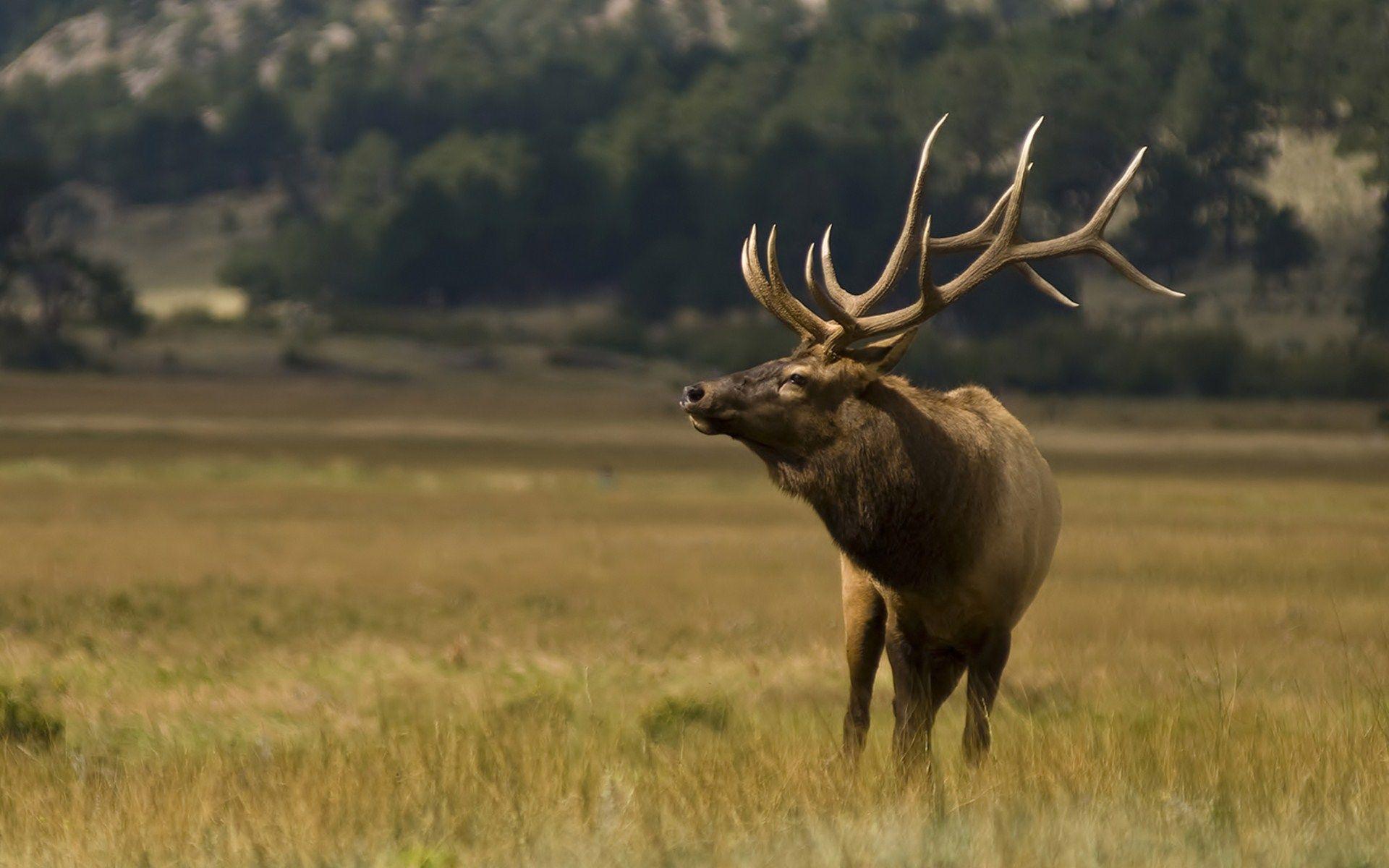 Elk Desktop Wallpapers - Top Free Elk