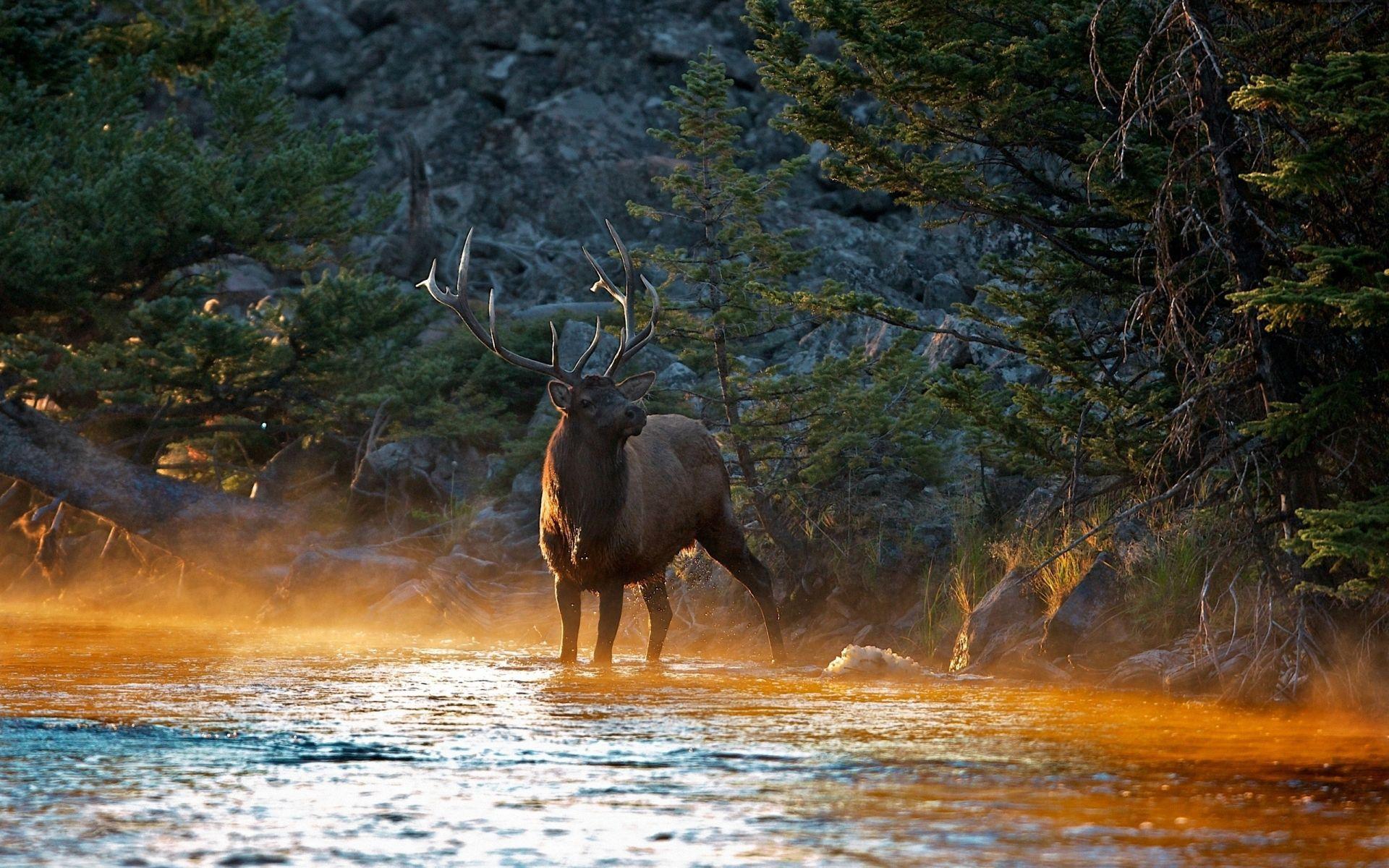1920x1200 Bull Elk HD Wallpaper