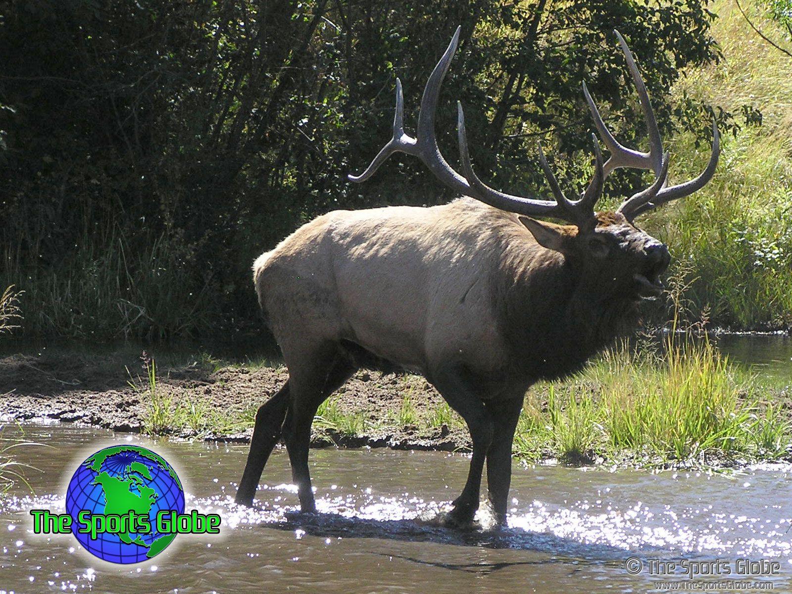 1600x1200 Elk Desktop Wallpaper and Background Sports Globe