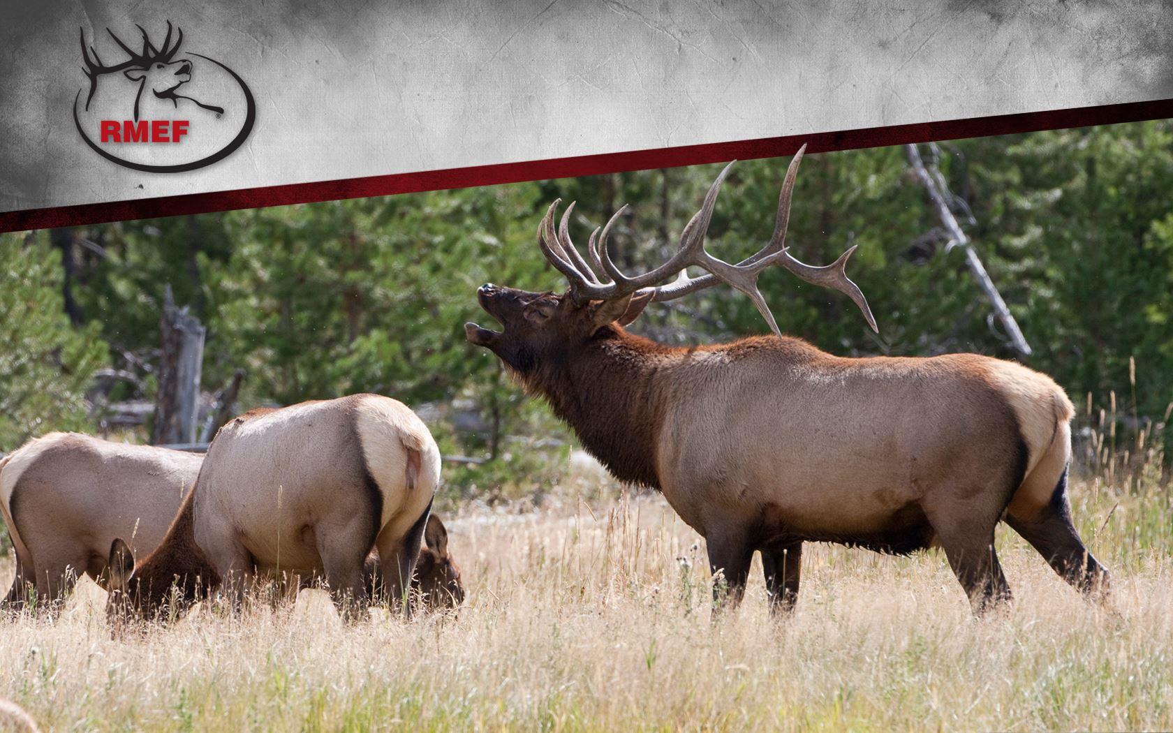 Elk Desktop Wallpapers Top Free Elk Desktop Backgrounds WallpaperAccess