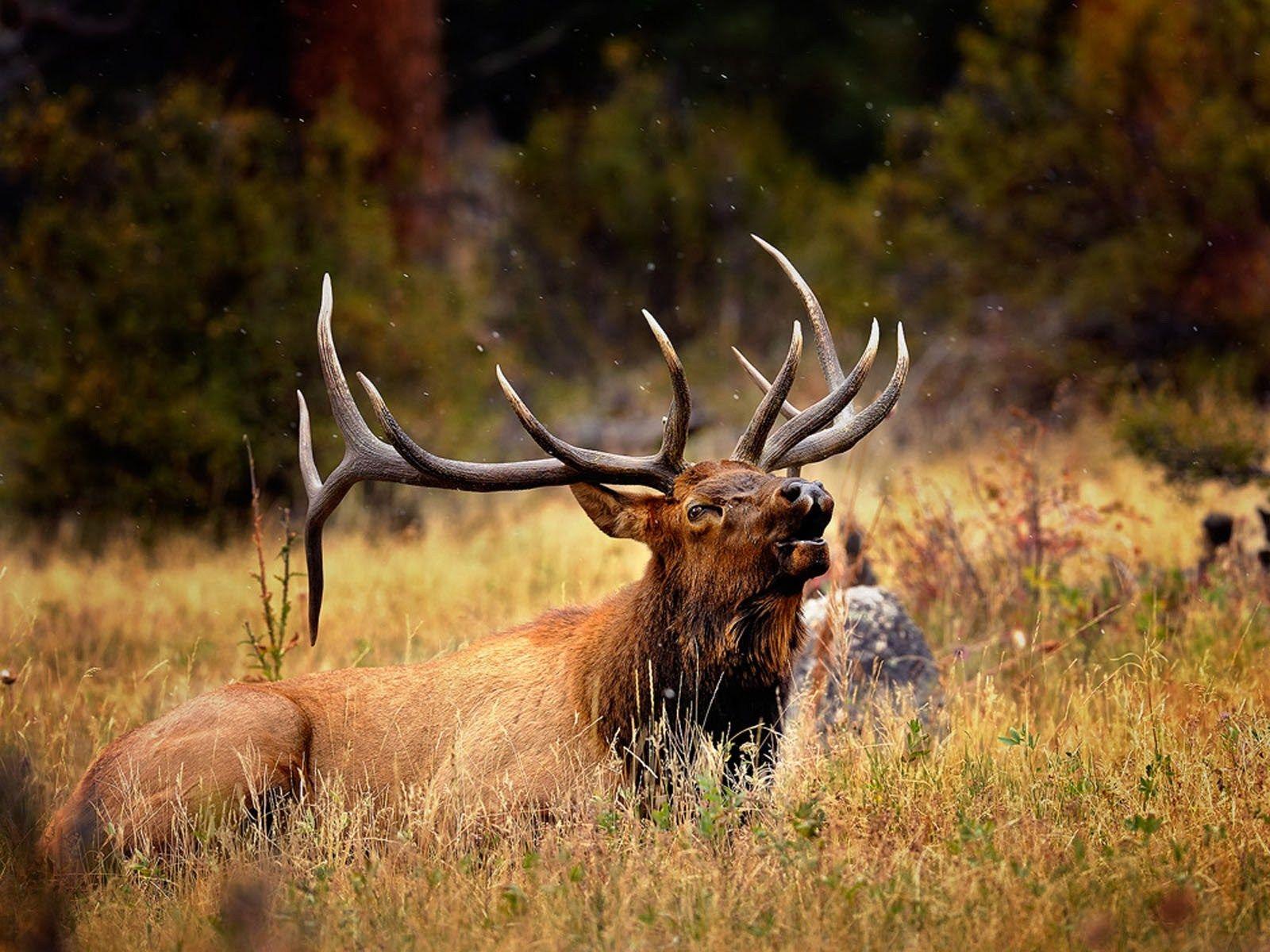 1600x1200 Elk Desktop Wallpaper 1024x768