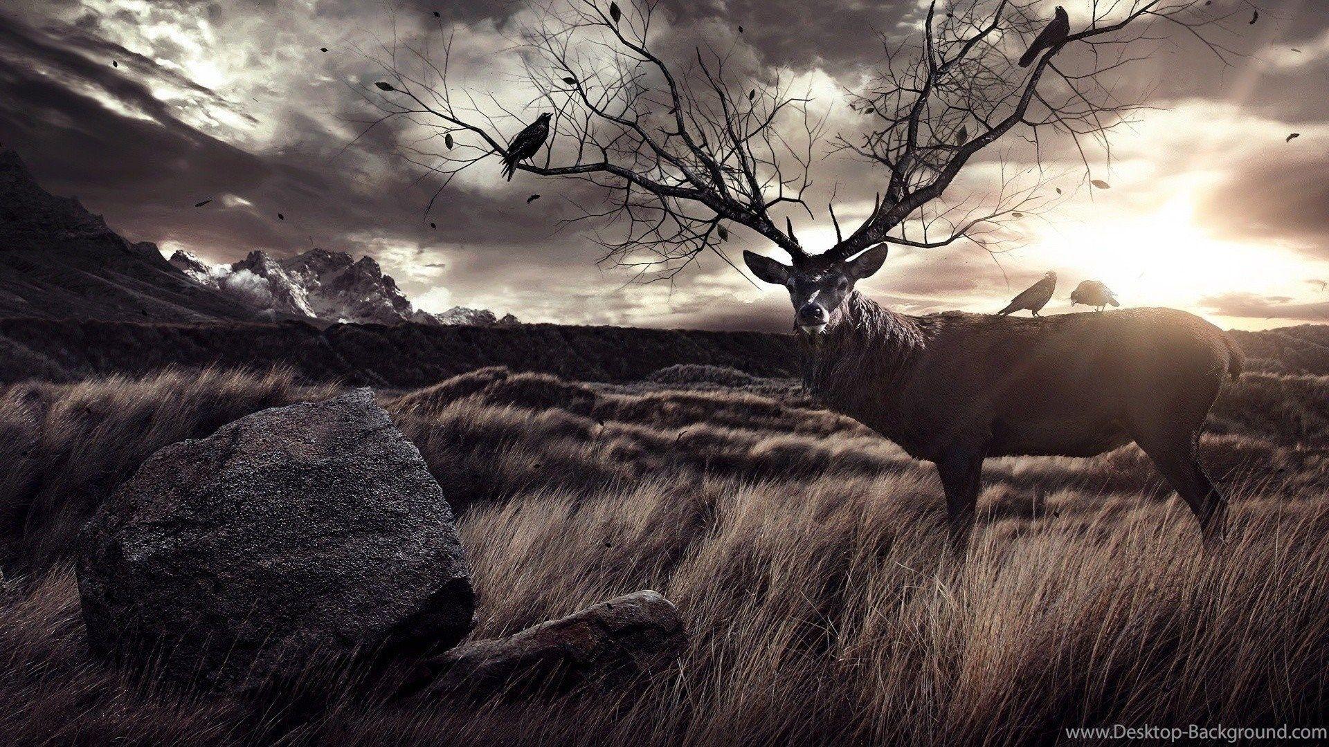 Elk Desktop Wallpapers Top Free Elk Desktop Backgrounds WallpaperAccess