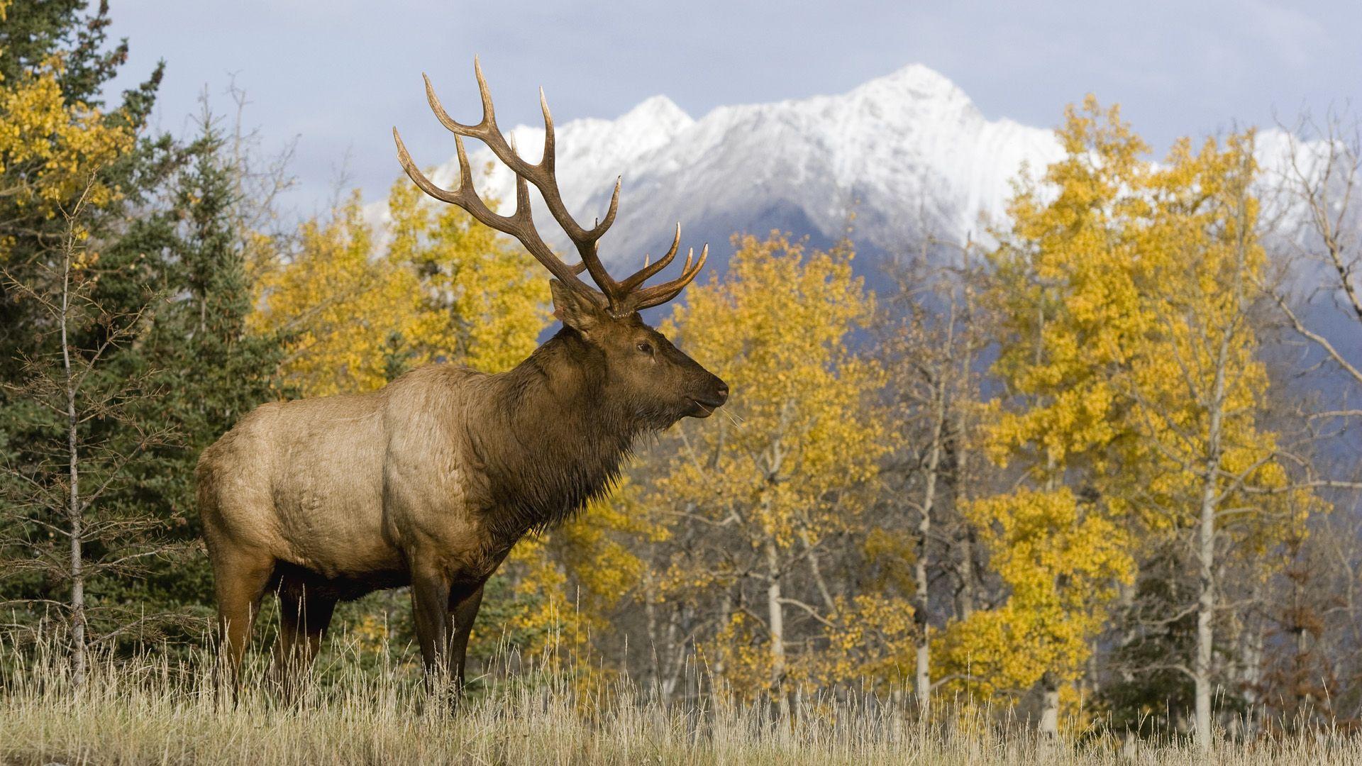 1920x1080 Deer Desktop Wallpaper