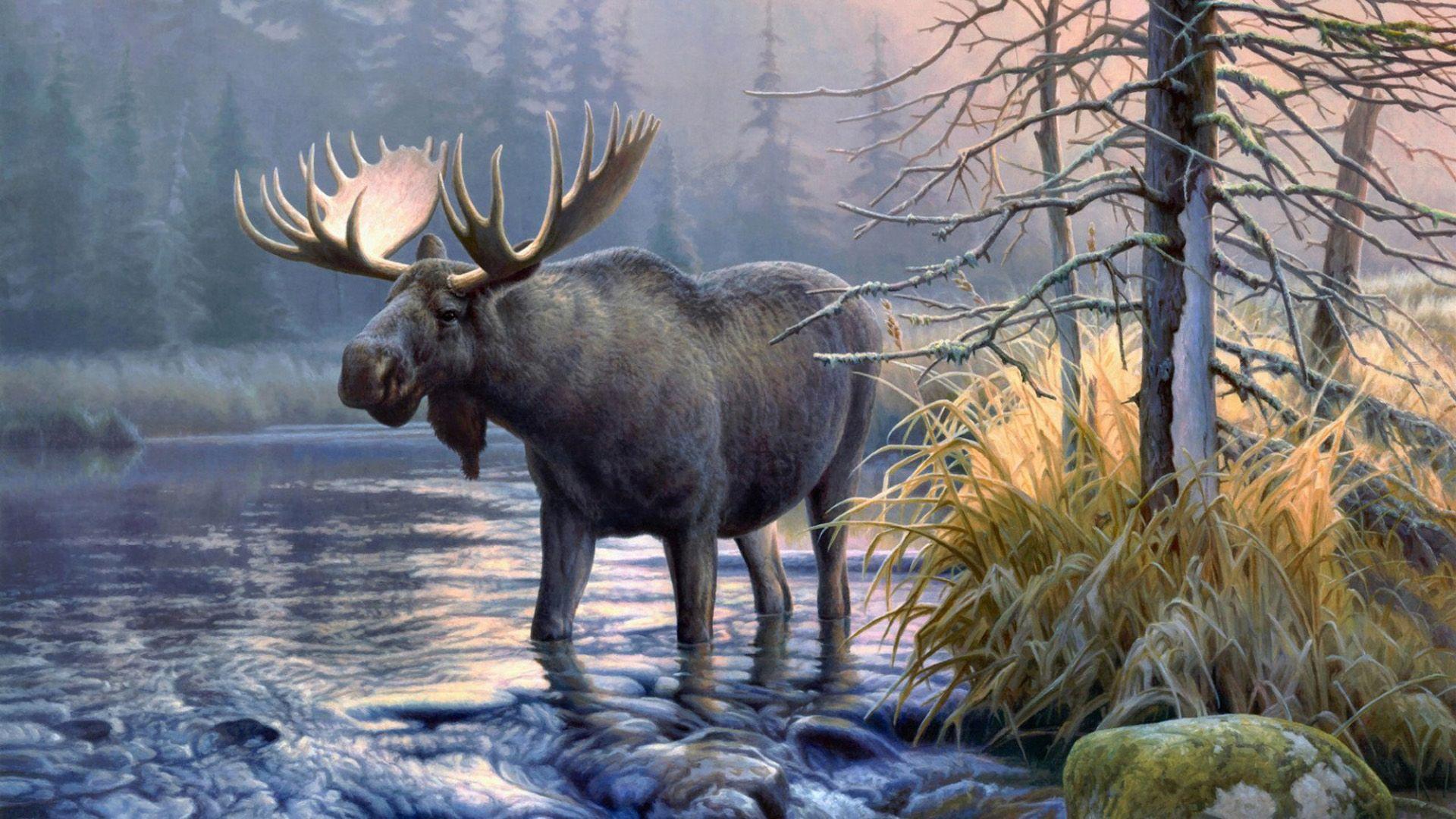 1920x1080 Elk Wallpaper Widescreen #FN2V17T