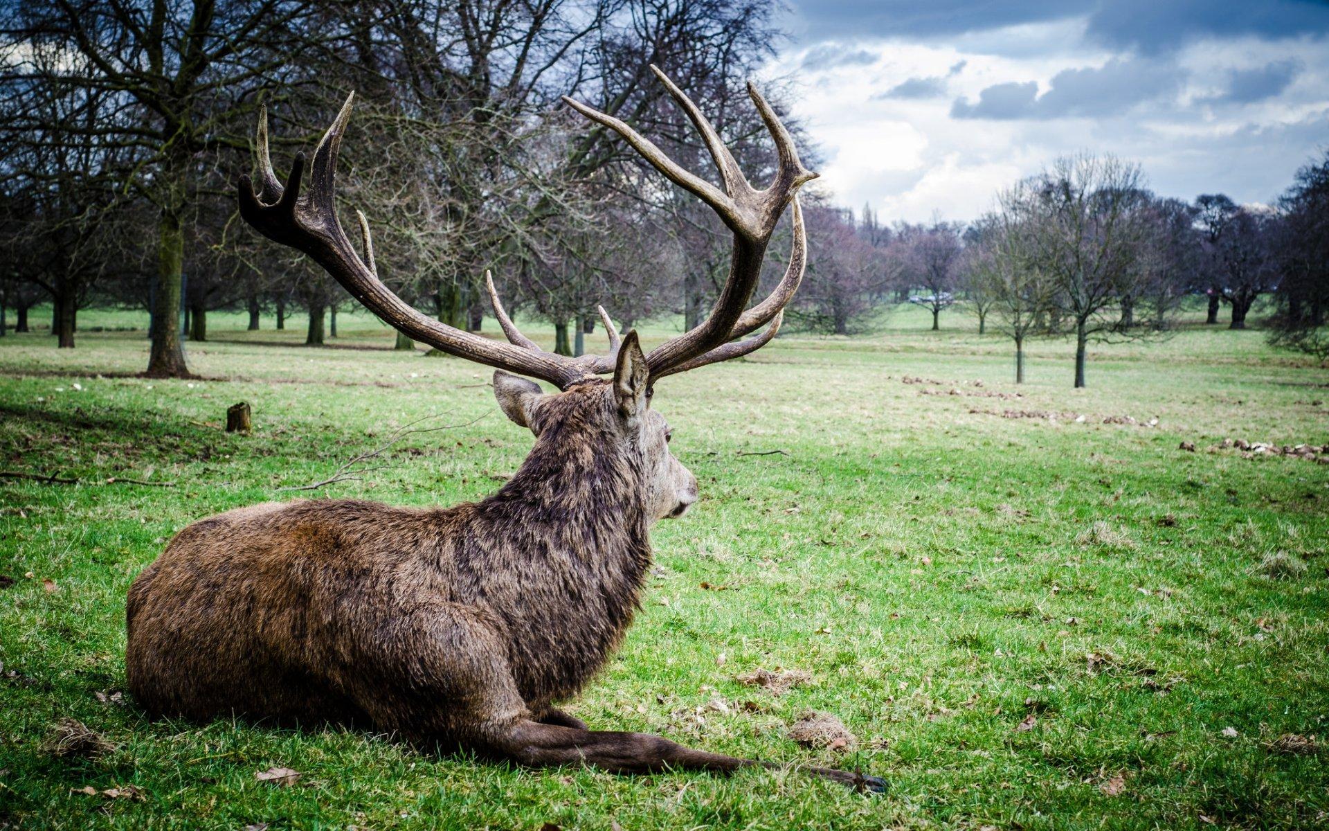 1920x1200 Download HD 1920x1200 Elk desktop wallpaper for free