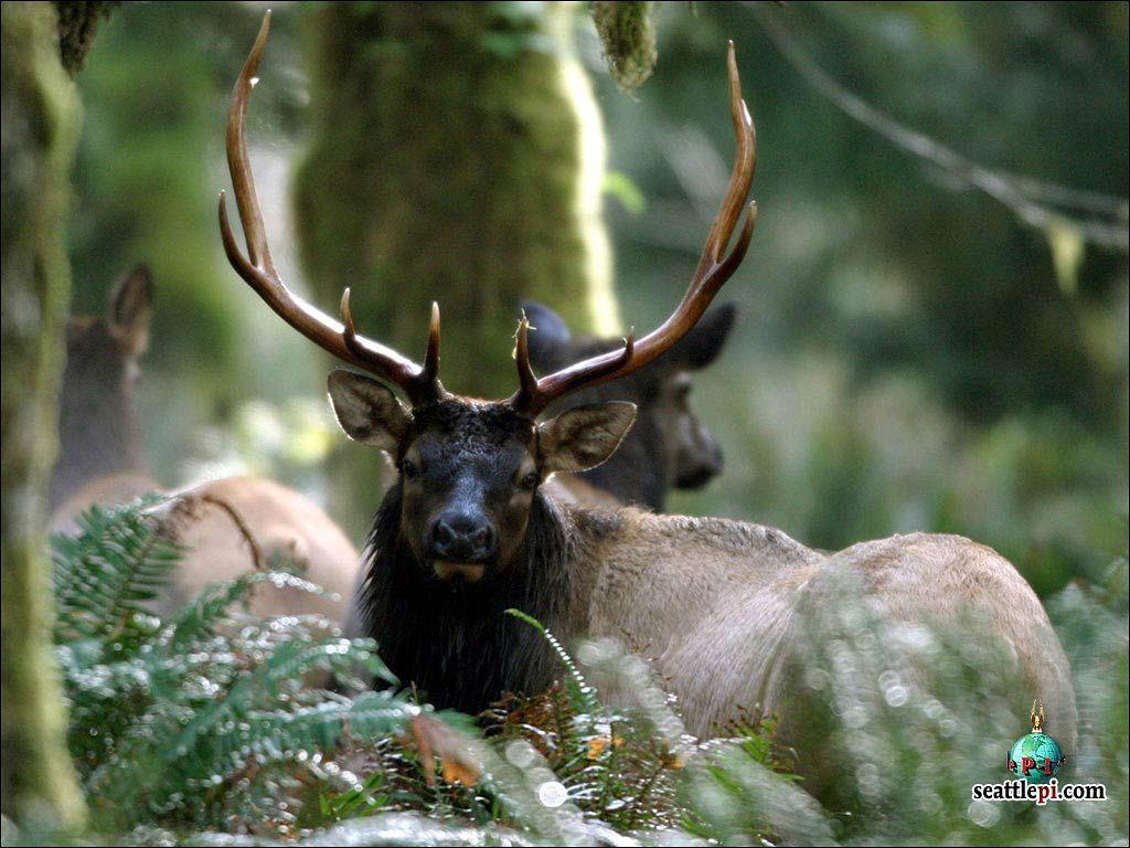1024x768 Elk desktop wallpaper wallpaper. Animals of Earth