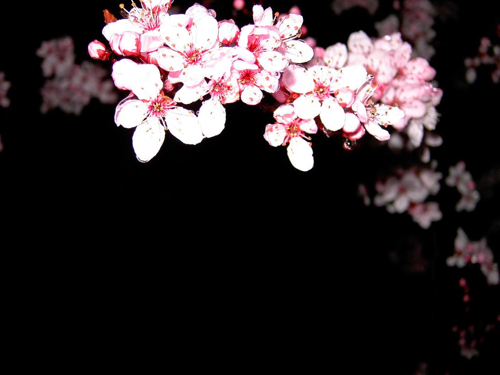 1024x768 Free download Cherry Blossoms Wallpaper 1024x768 Cherry Blossoms Flowers [1024x768] for your Desktop, Mobile & Tablet. Explore Cherry Blossom Wallpaper. Cherry Blossom Wallpaper for Walls, Anime Cherry Blossom Wallpaper