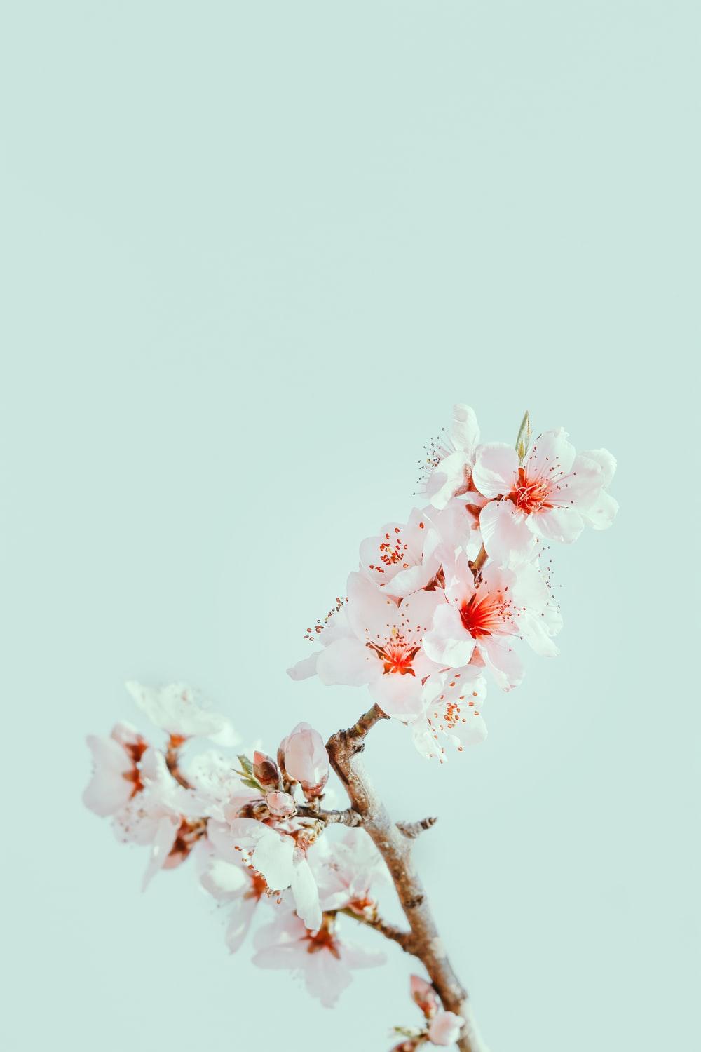 1000x1500 Cherry Blossom Picture. Download Free Image