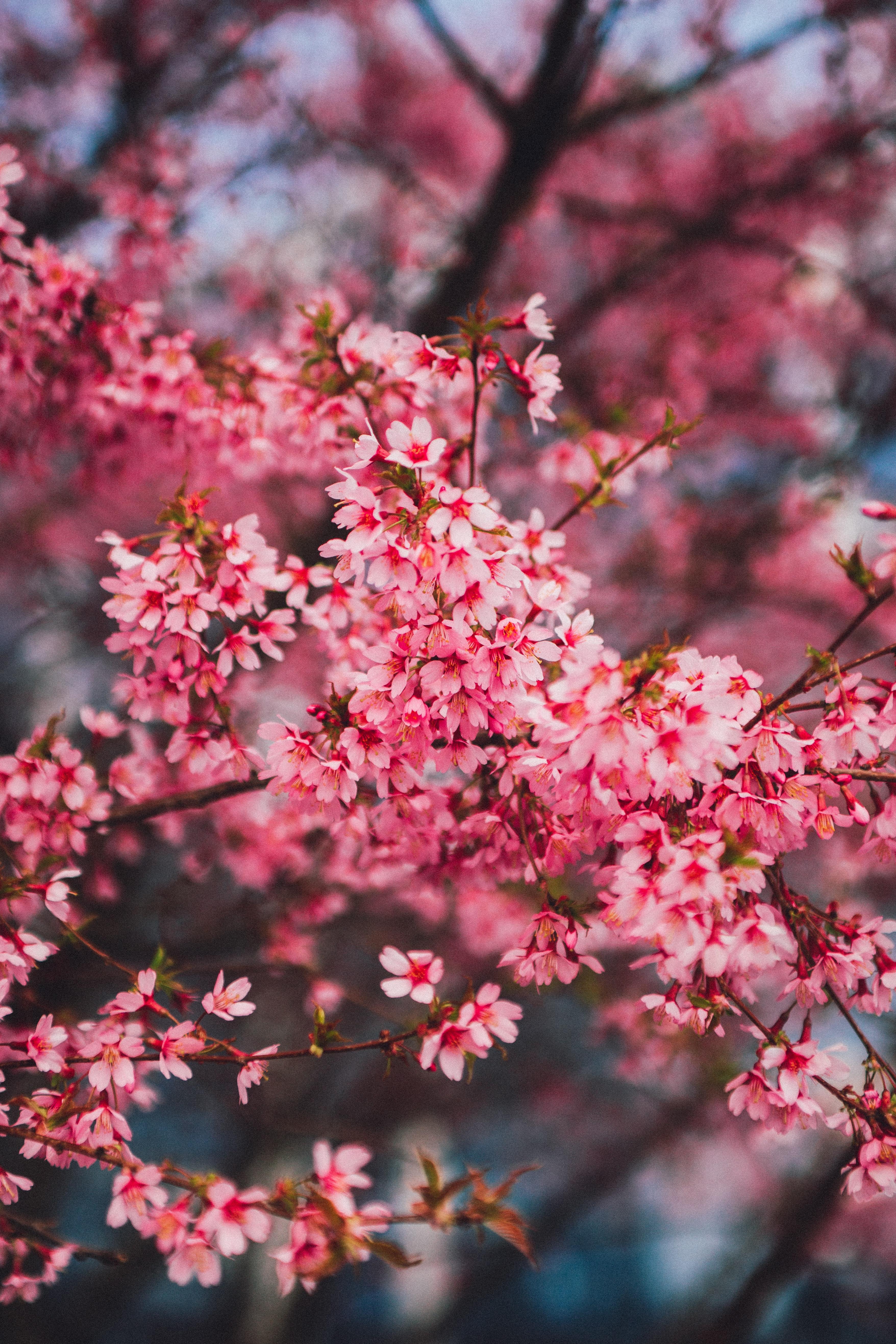 3512x5268 Best Free Cherry Blossom & Image · 100% Royalty Free HD Downloads
