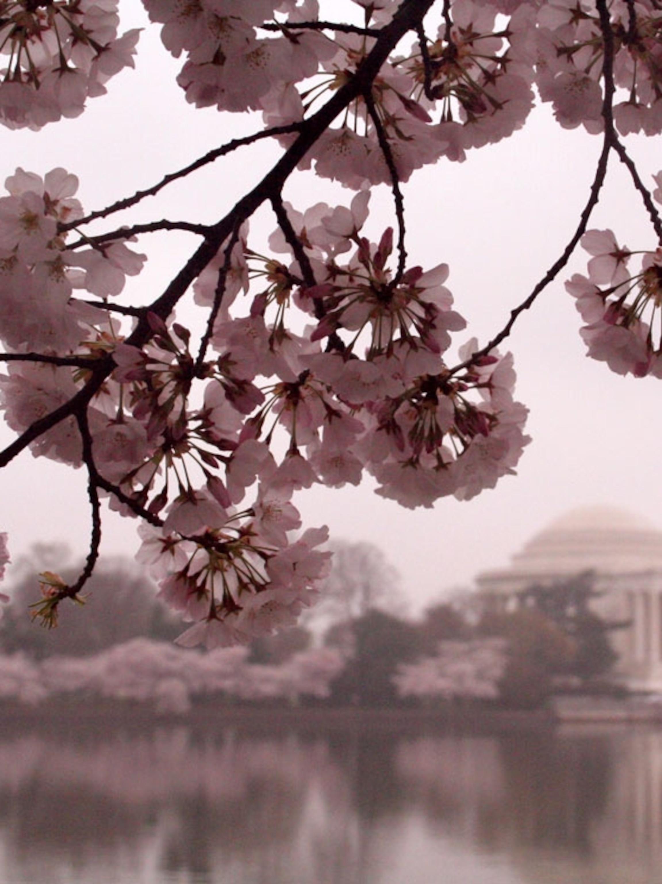 2303x3072 Cherry Blossoms Photo, Cherry Trees Wallpaper, Download, Photo - National Geographic
