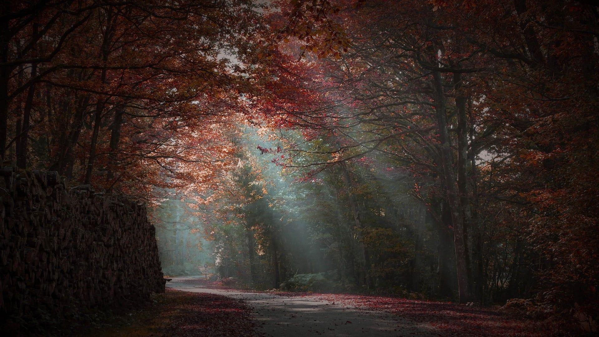 1920x1080 cherry blossoms tree #forest P #wallpaper #hdwallpaper #desktop. Autumn lights, Blossom trees, Cherry blossom painting