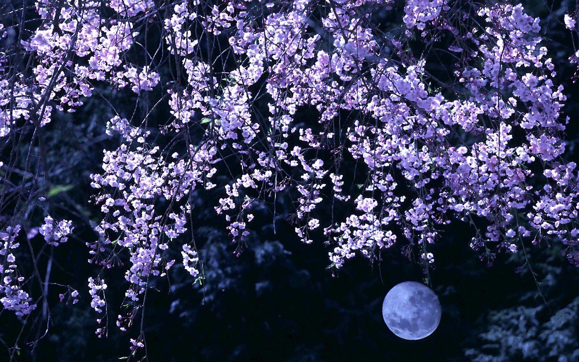 1920x1200 Anime Scenery Cherry Blossoms Wallpaper Black