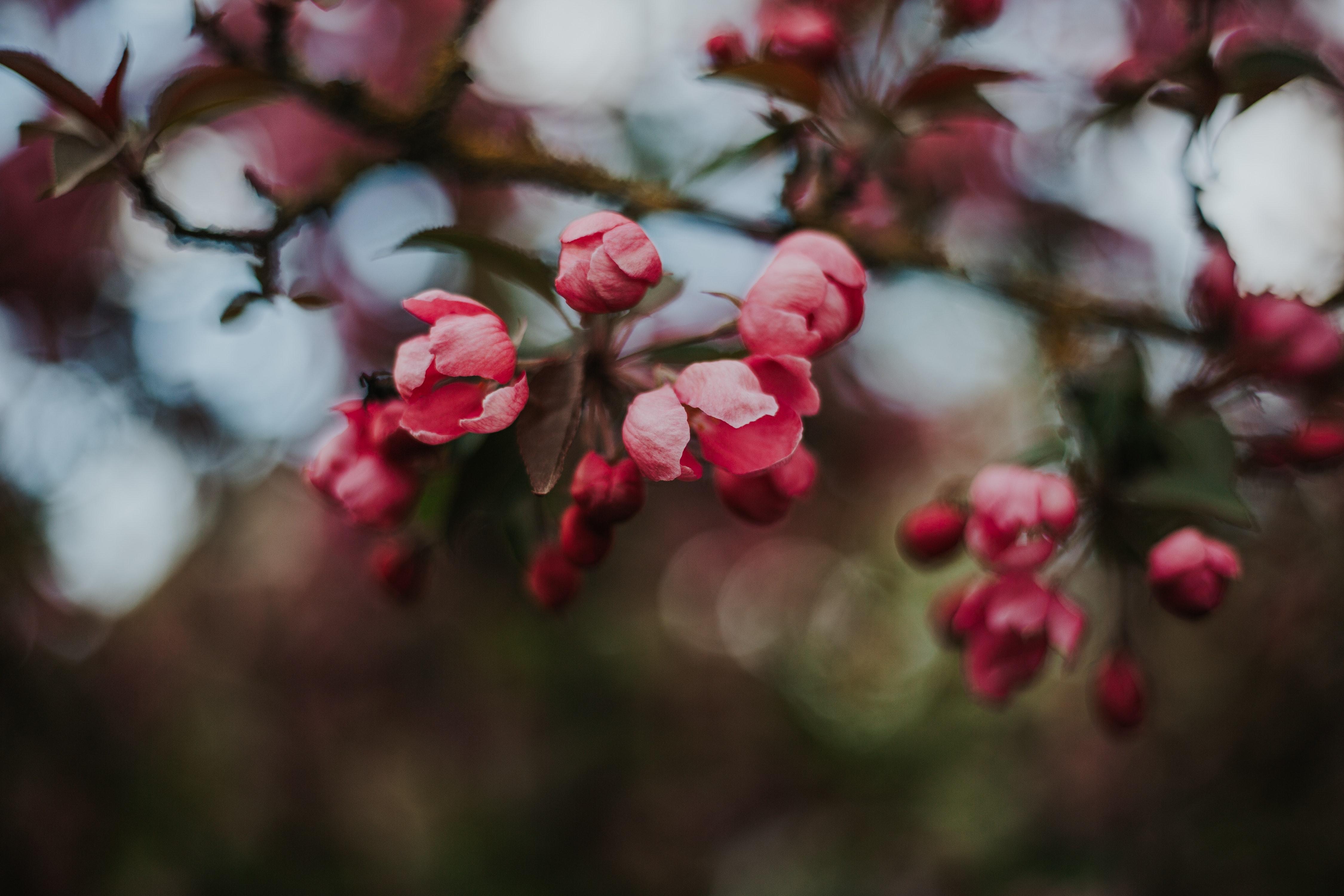 4500x3000 Best Free Cherry Blossom & Image · 100% Royalty Free HD Downloads