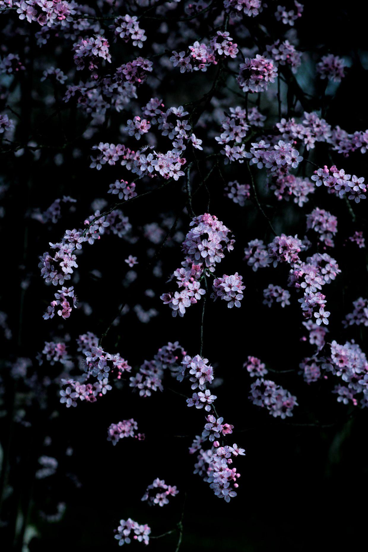 1240x1860 Beautiful Photography