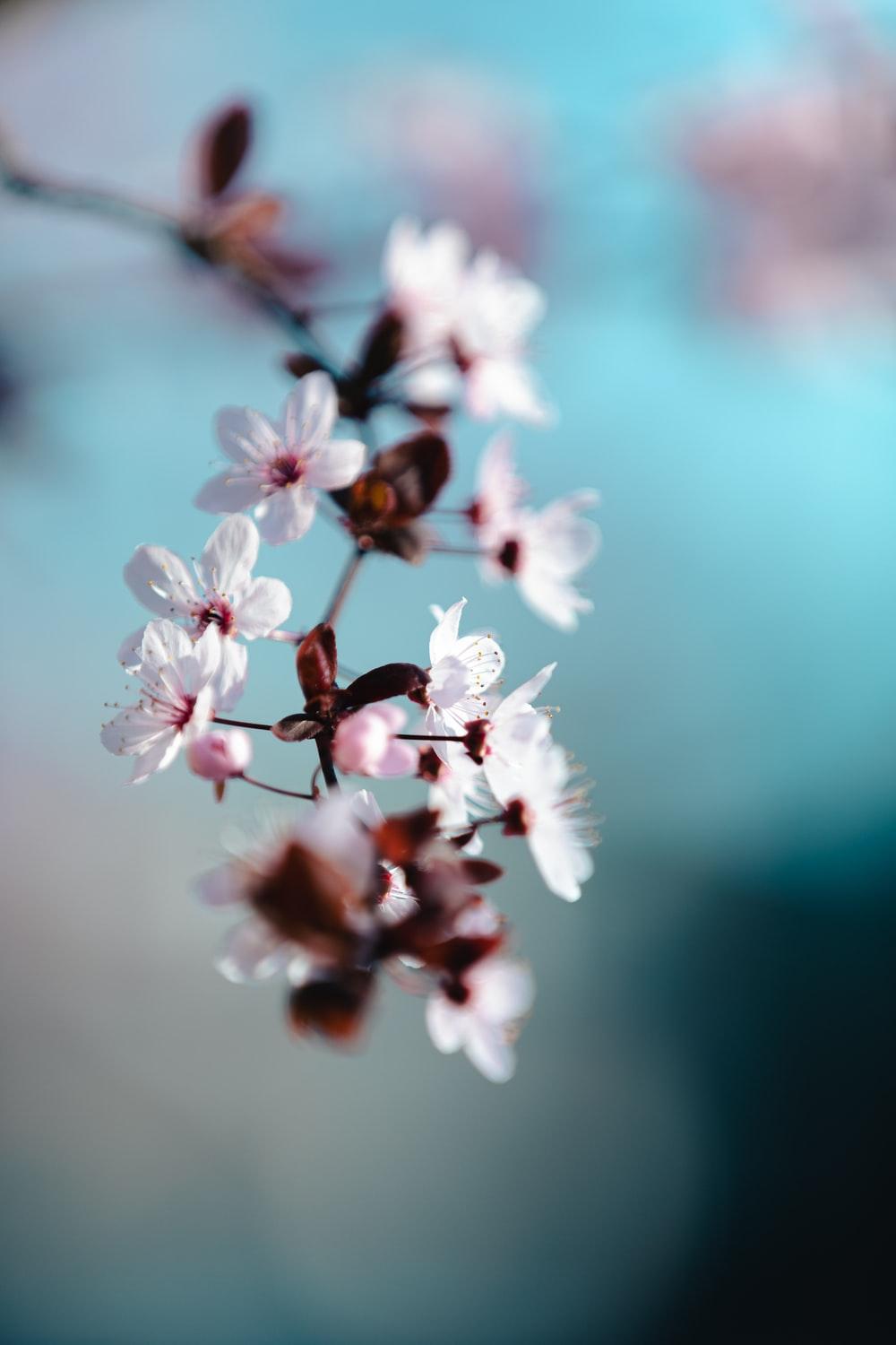 1000x1500 white and pink cherry blossom in close up photography photo