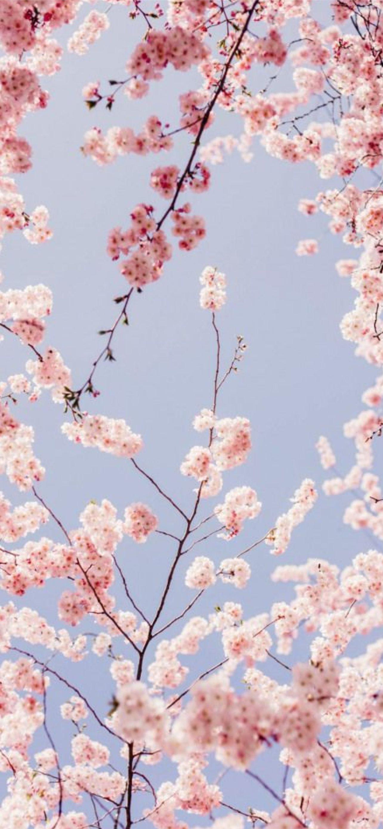 Anime Cherry Blossom iPhone Wallpapers - Top Free Anime Cherry Blossom ...