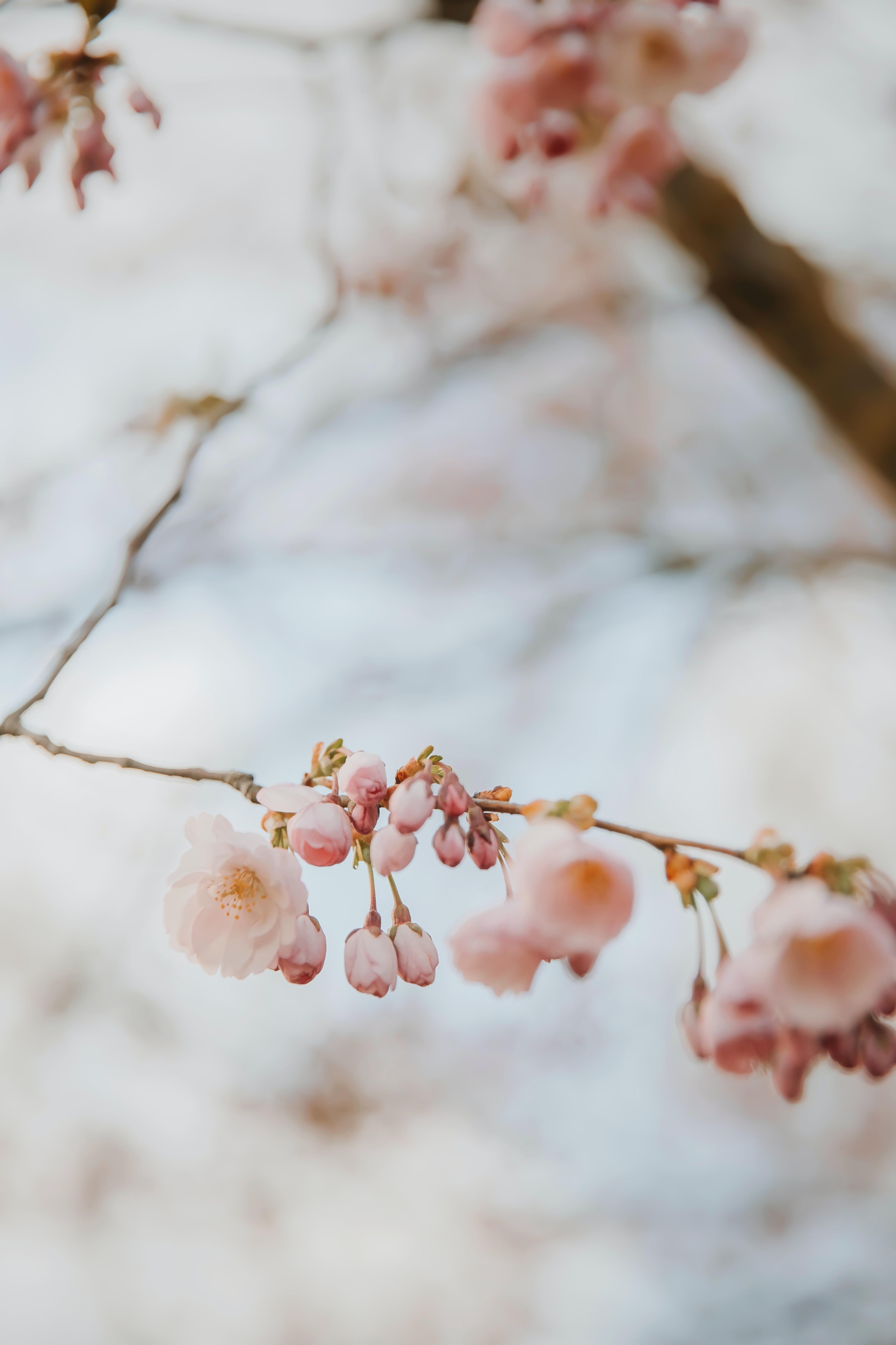 4160x6240 Best Free Cherry Blossom & Image · 100% Royalty Free HD Downloads
